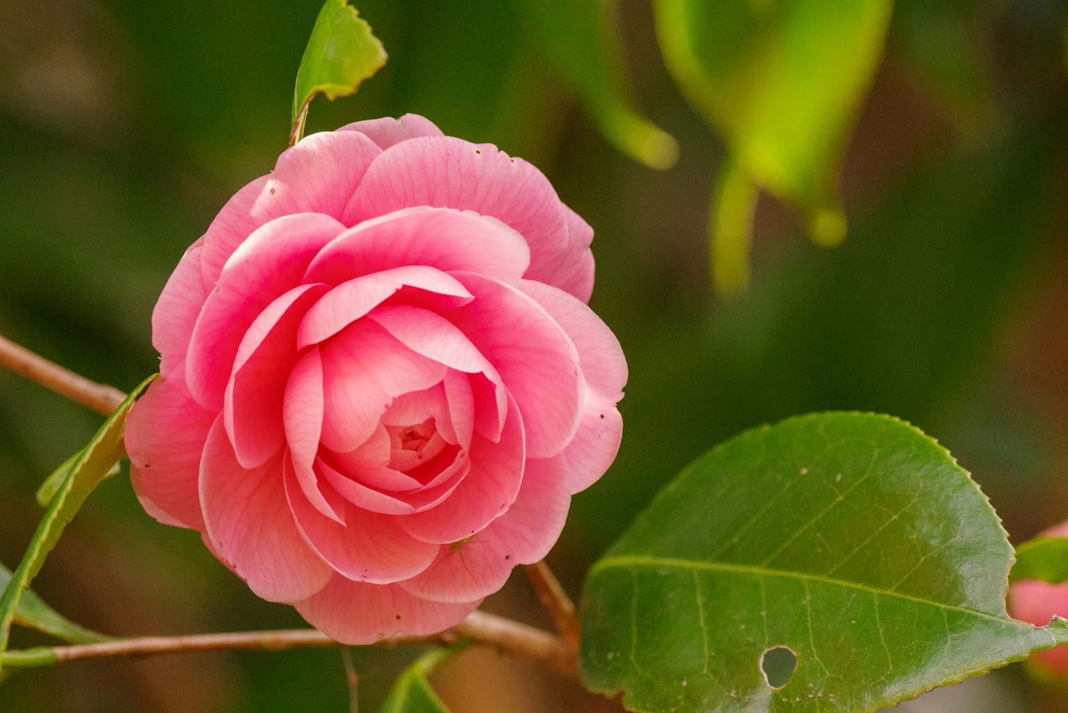 Una flor de camelia rosa floreciendo entre hojas verdes