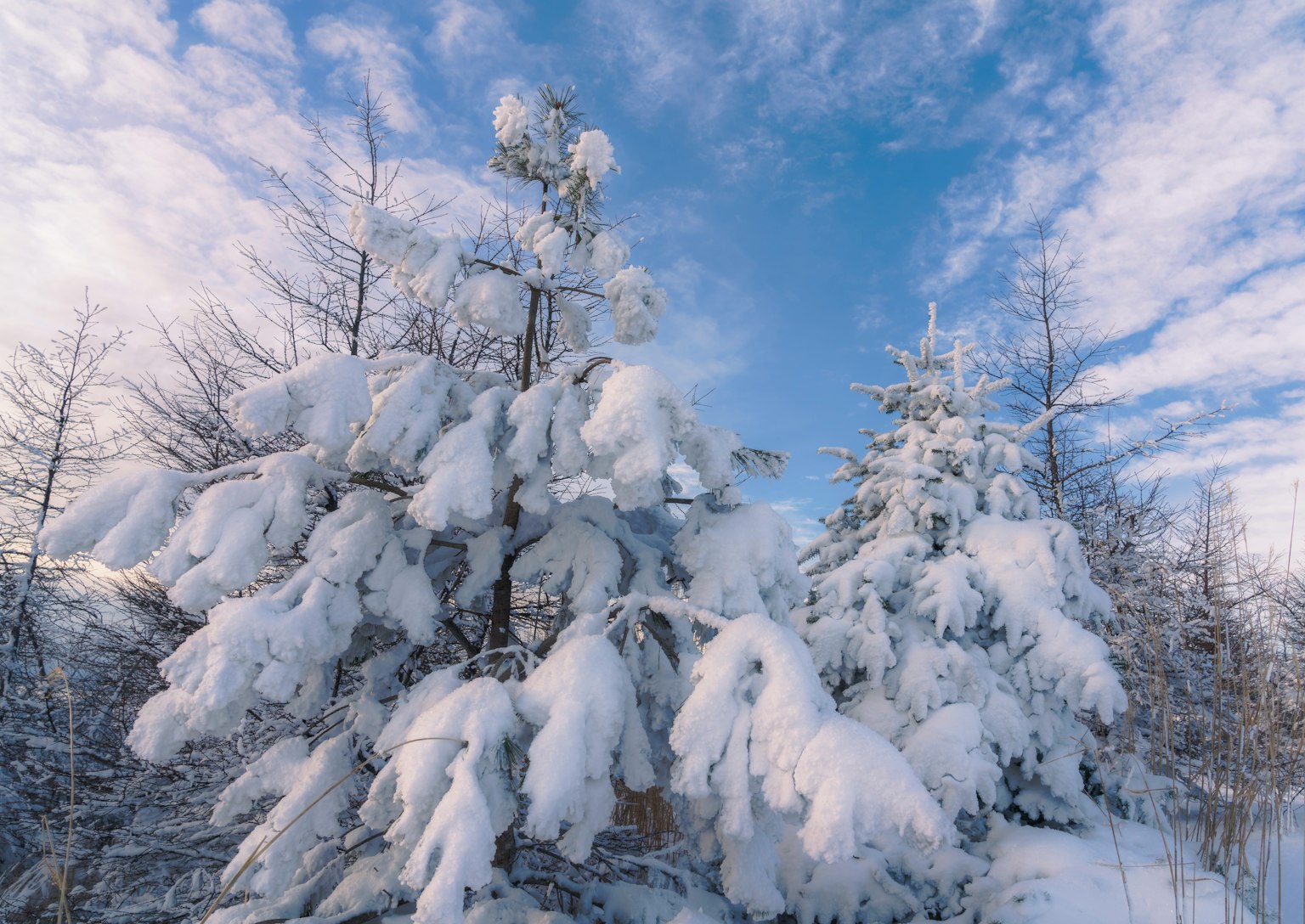 雪覆盖的树木和蓝天的风景