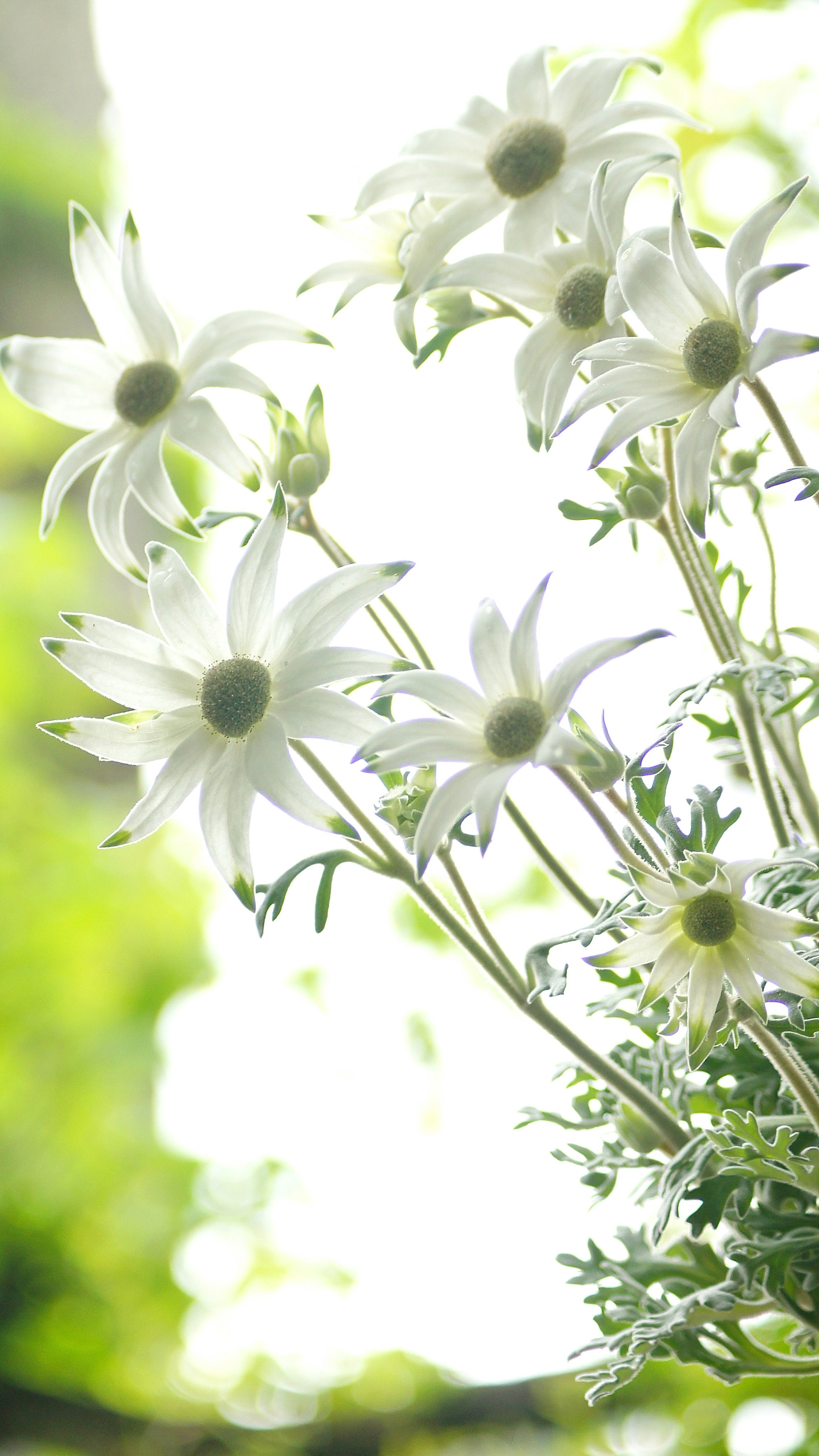 白いフランネルフラワーの新緑に映える花