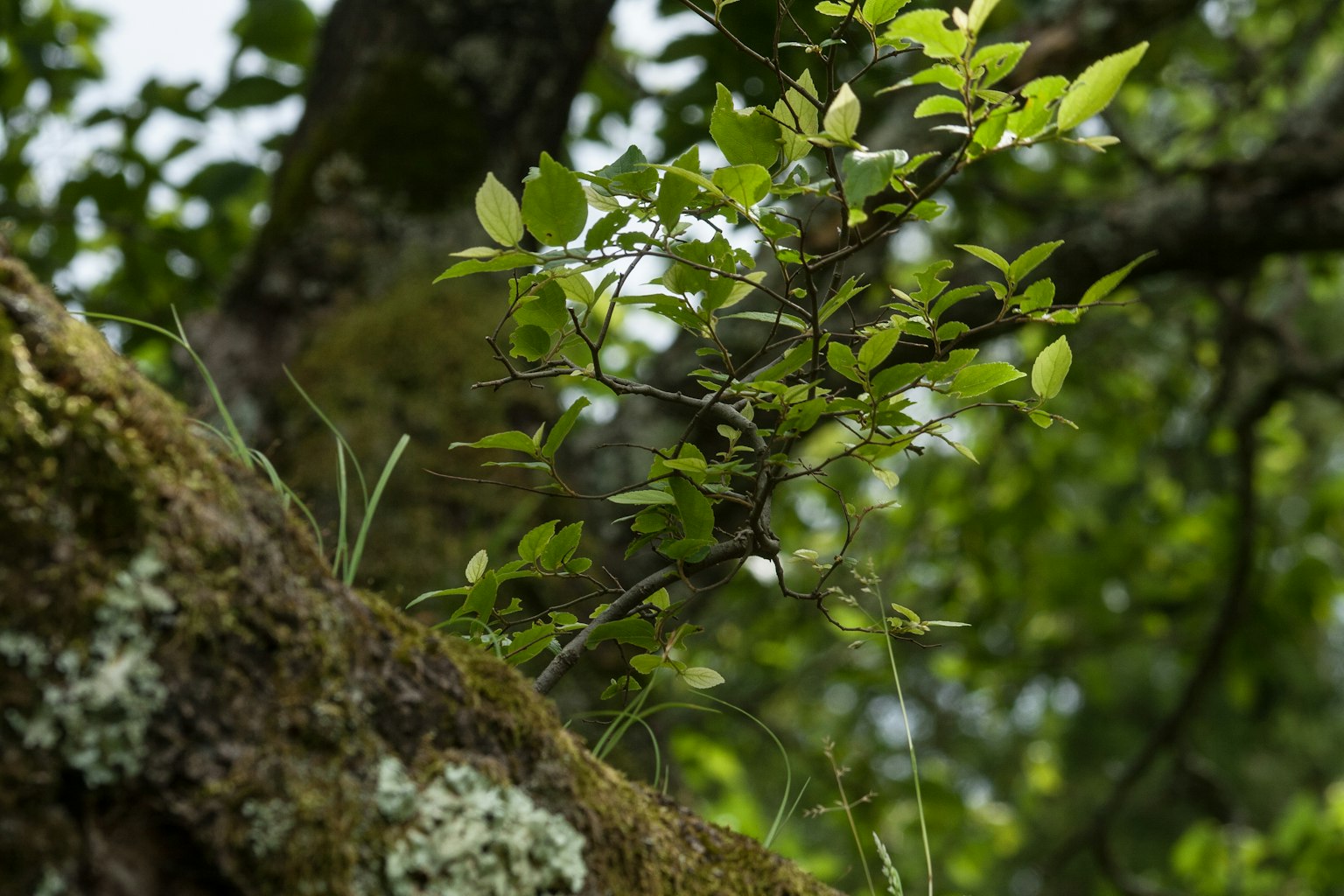 Gros plan sur des feuilles vertes et un tronc d'arbre couvert de mousse