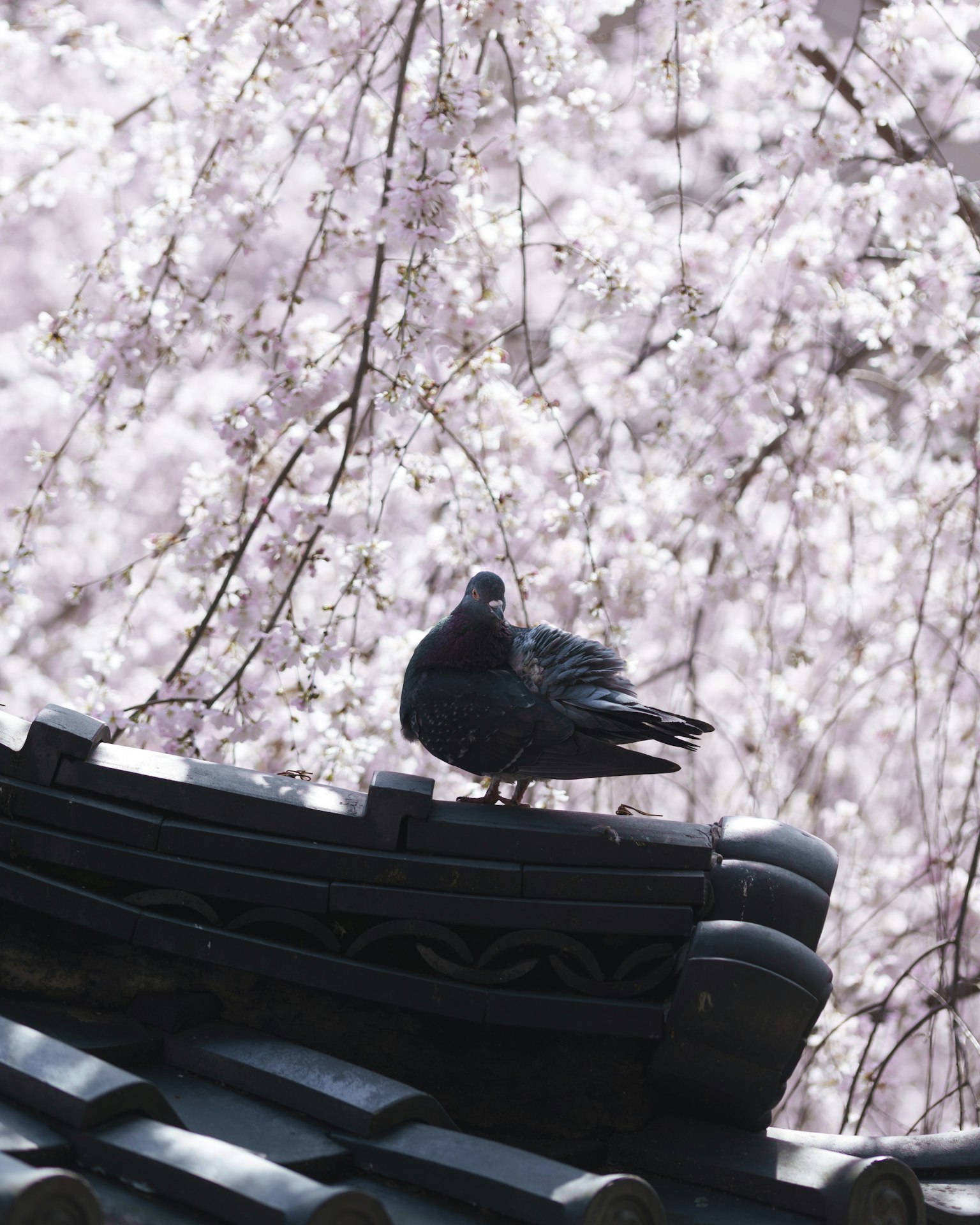 Un pigeon noir perché sur un toit avec des cerisiers en fleurs en arrière-plan