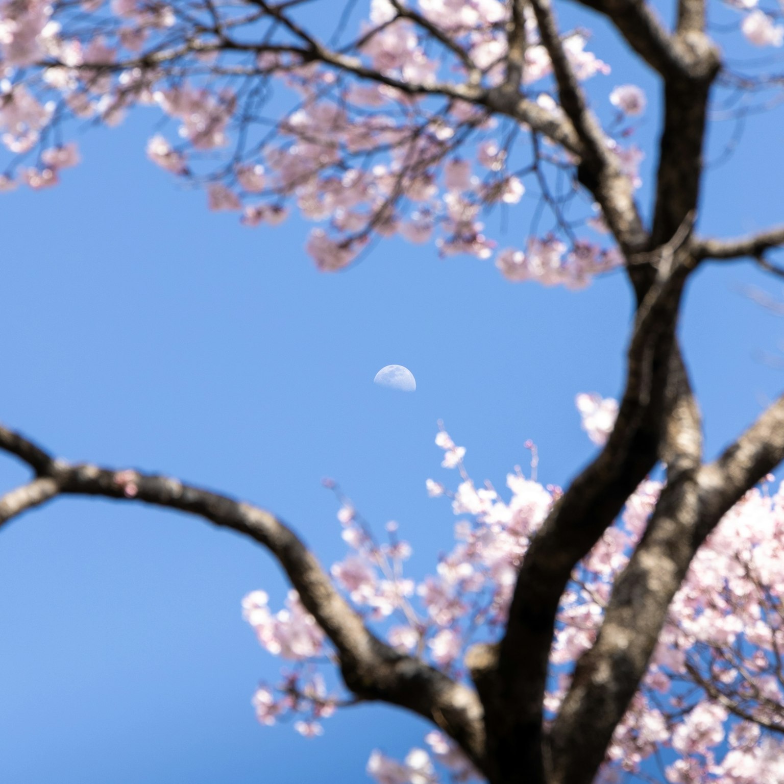 Moon visible among cherry blossoms against a clear blue sky