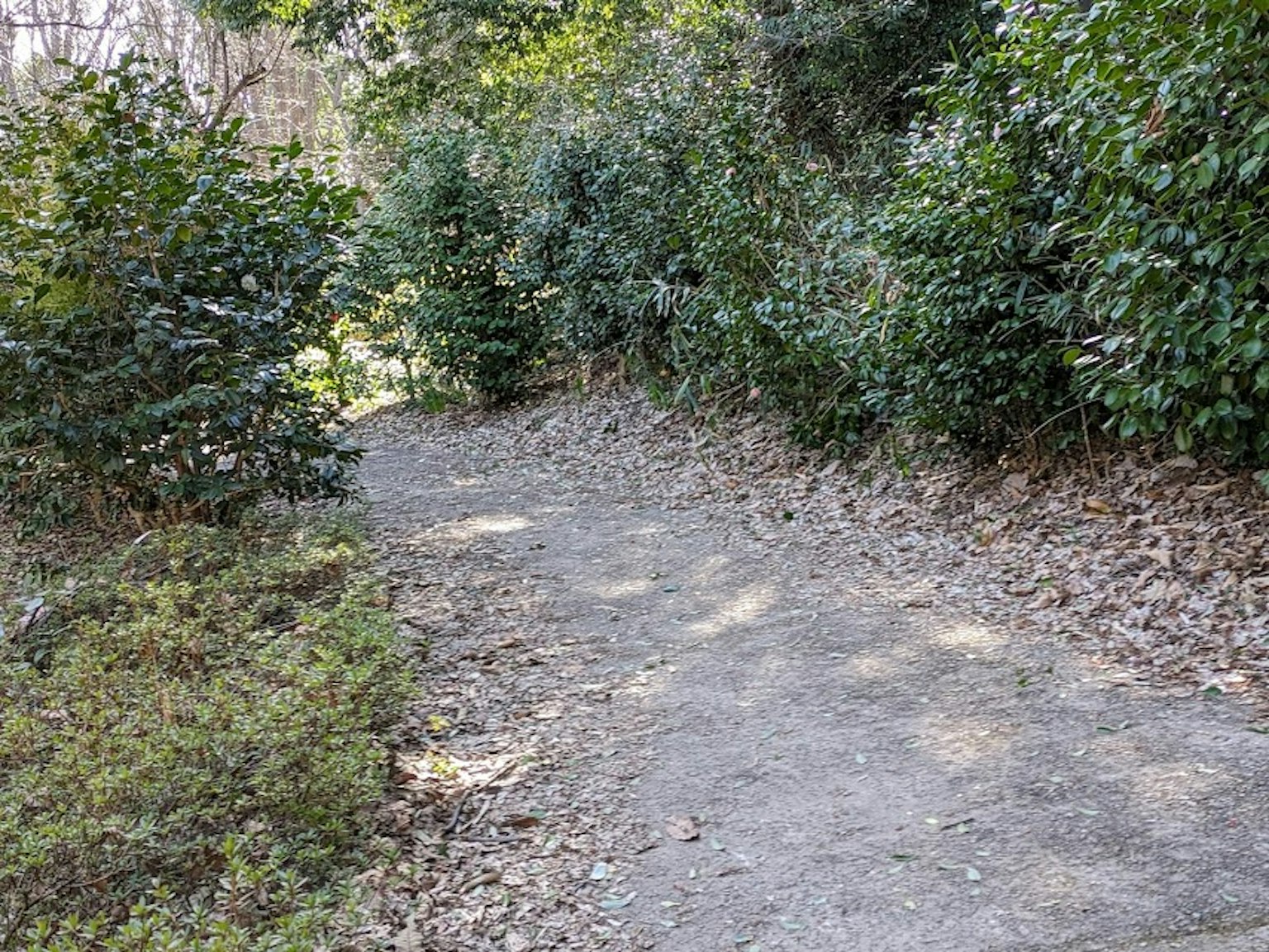 Un sentiero panoramico circondato da fogliame verde