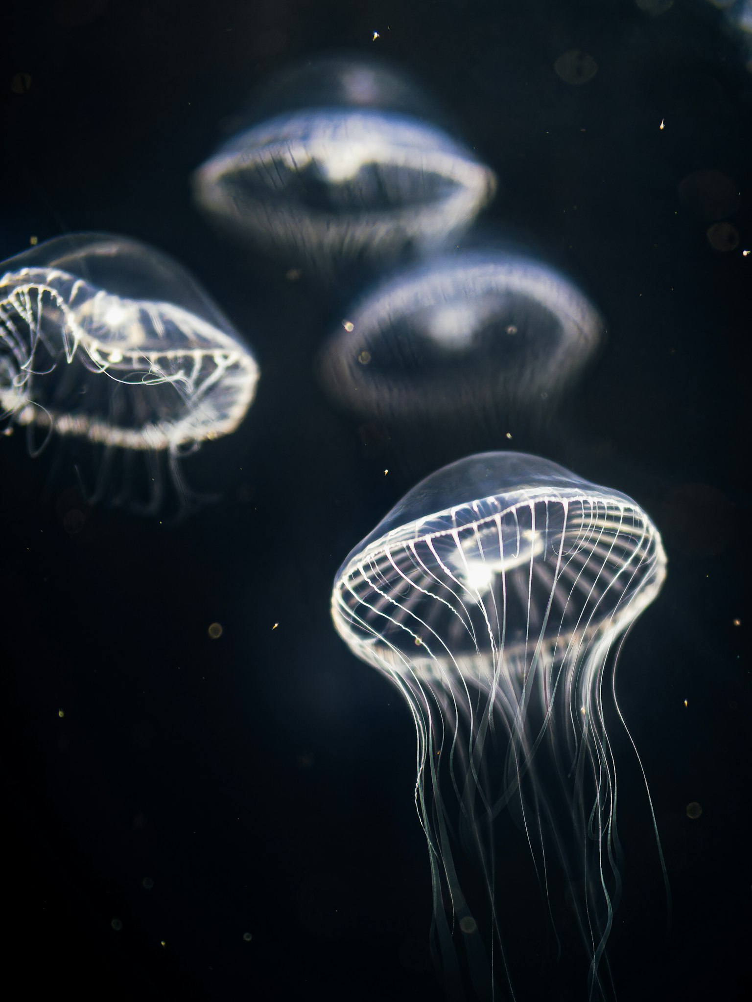 Meduse trasparenti che galleggiano sott'acqua