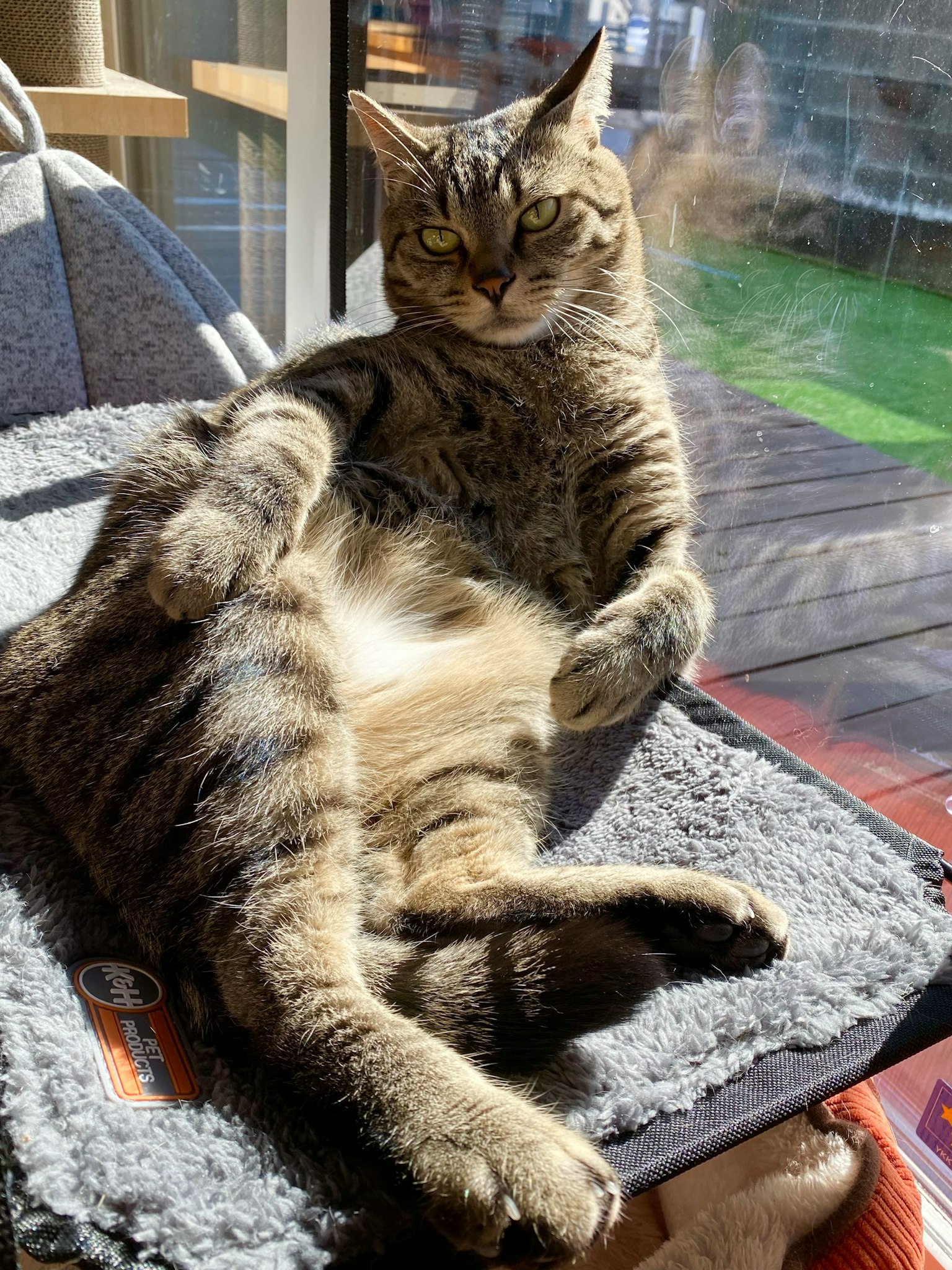一只放松的猫在阳光下慵懒地躺着