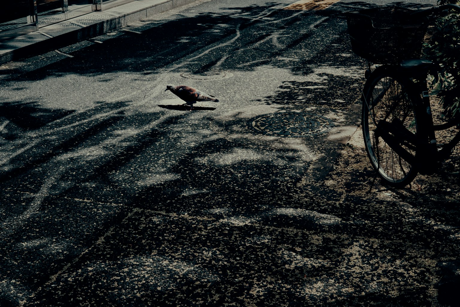 Une tortue et un vélo dans la rue