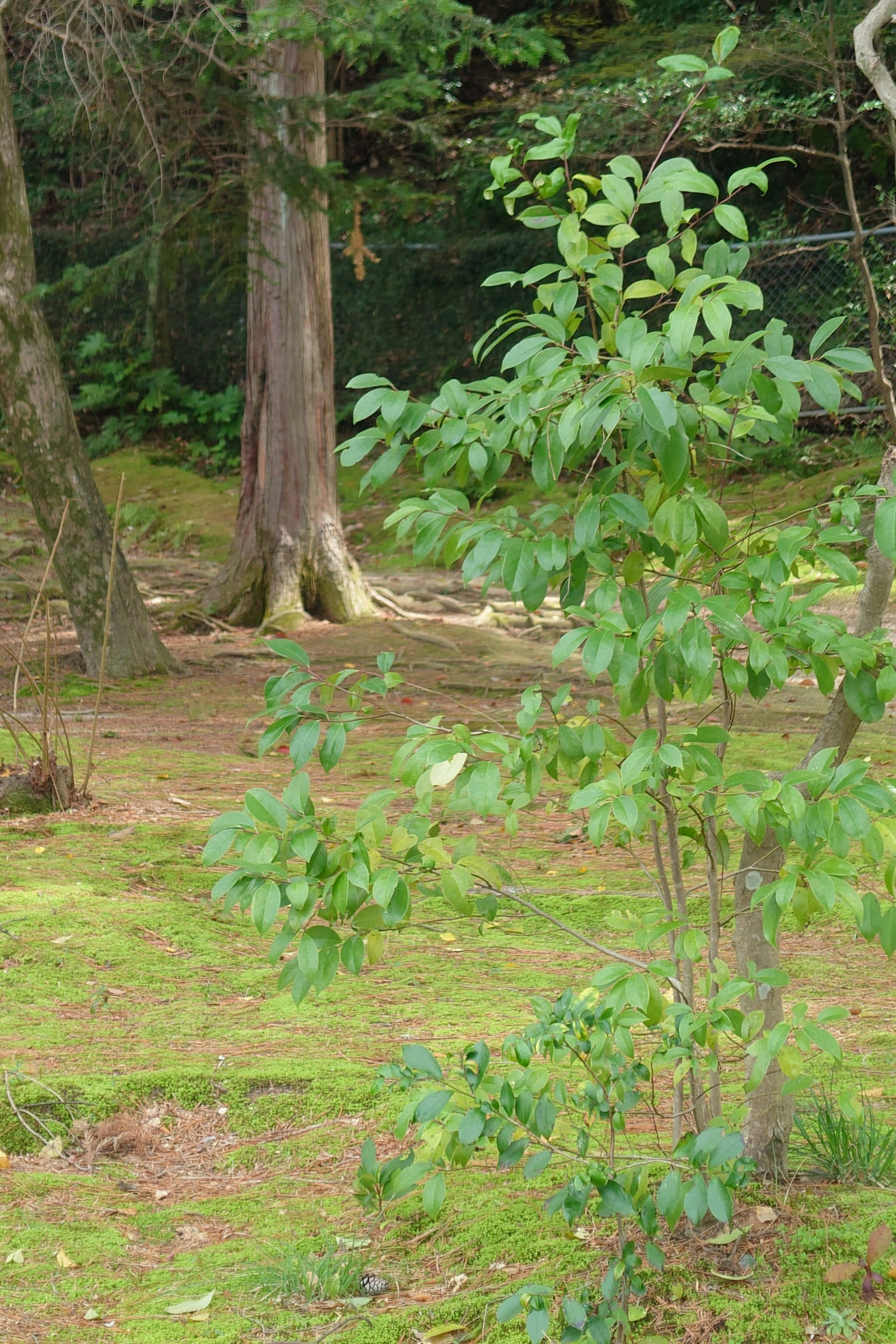 Un petit arbre à feuilles vertes se tient dans une forêt