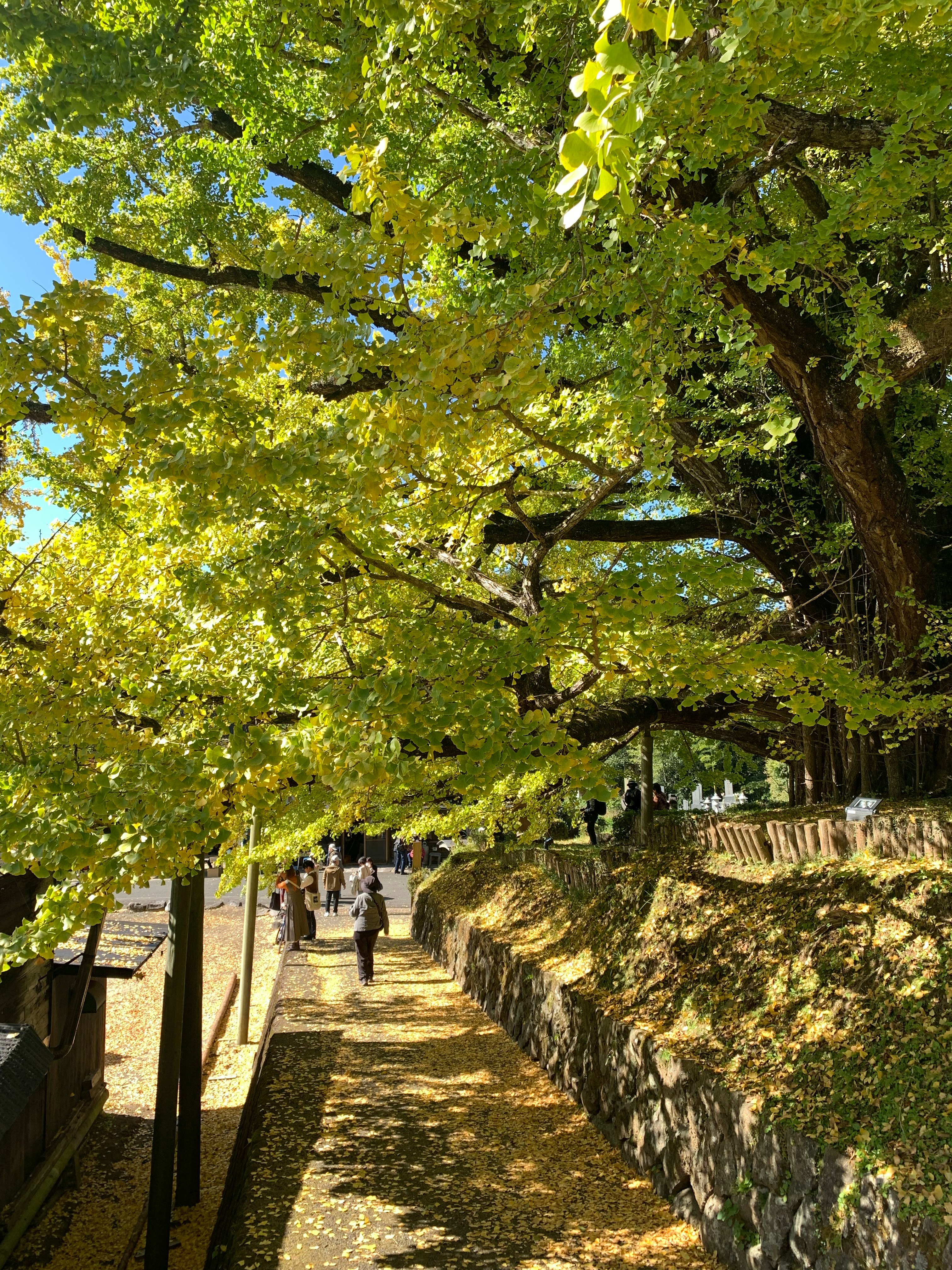 下城の大イチョウの並木道
