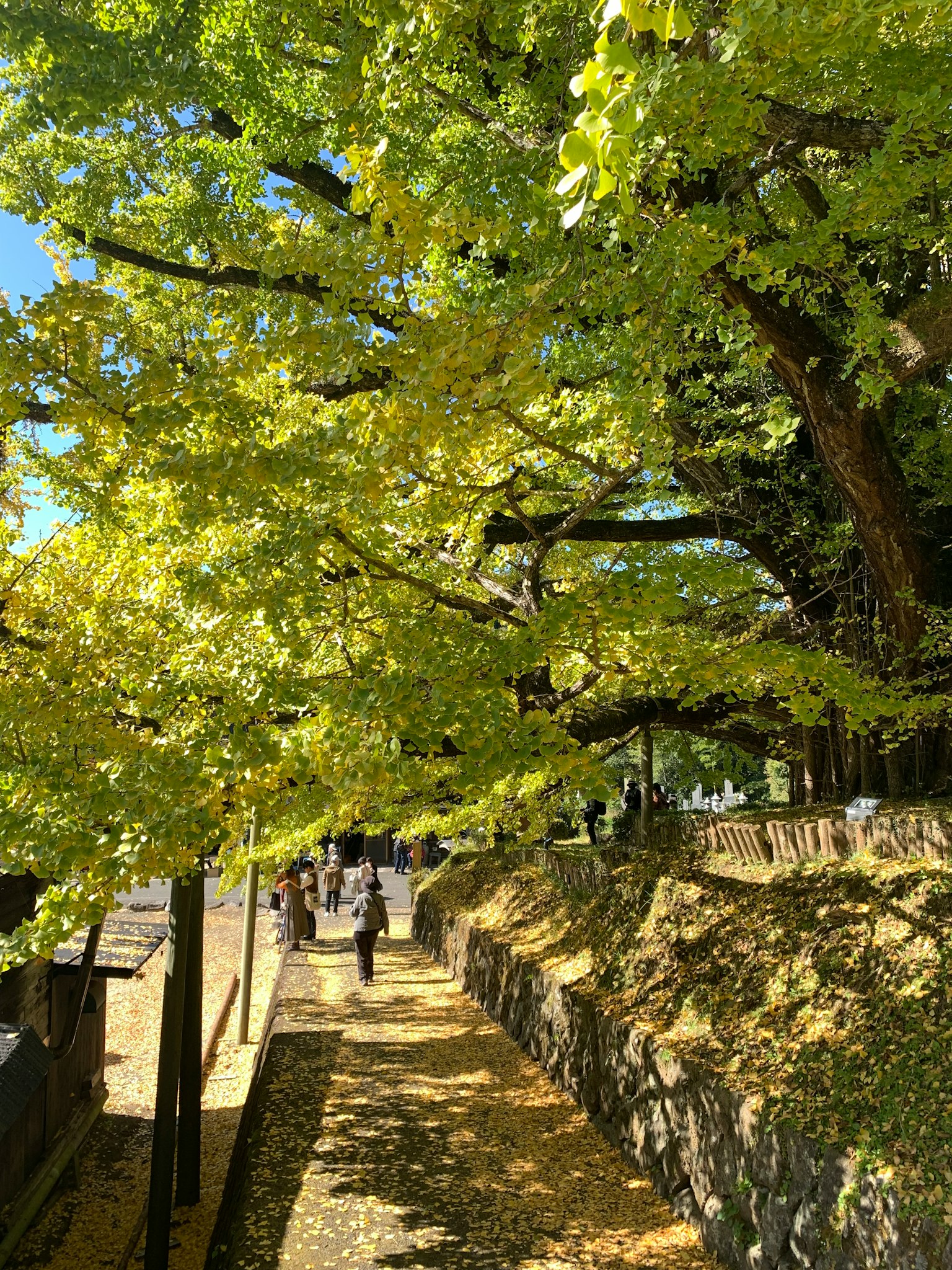 Scenic pathway lined with lush green trees and fallen leaves