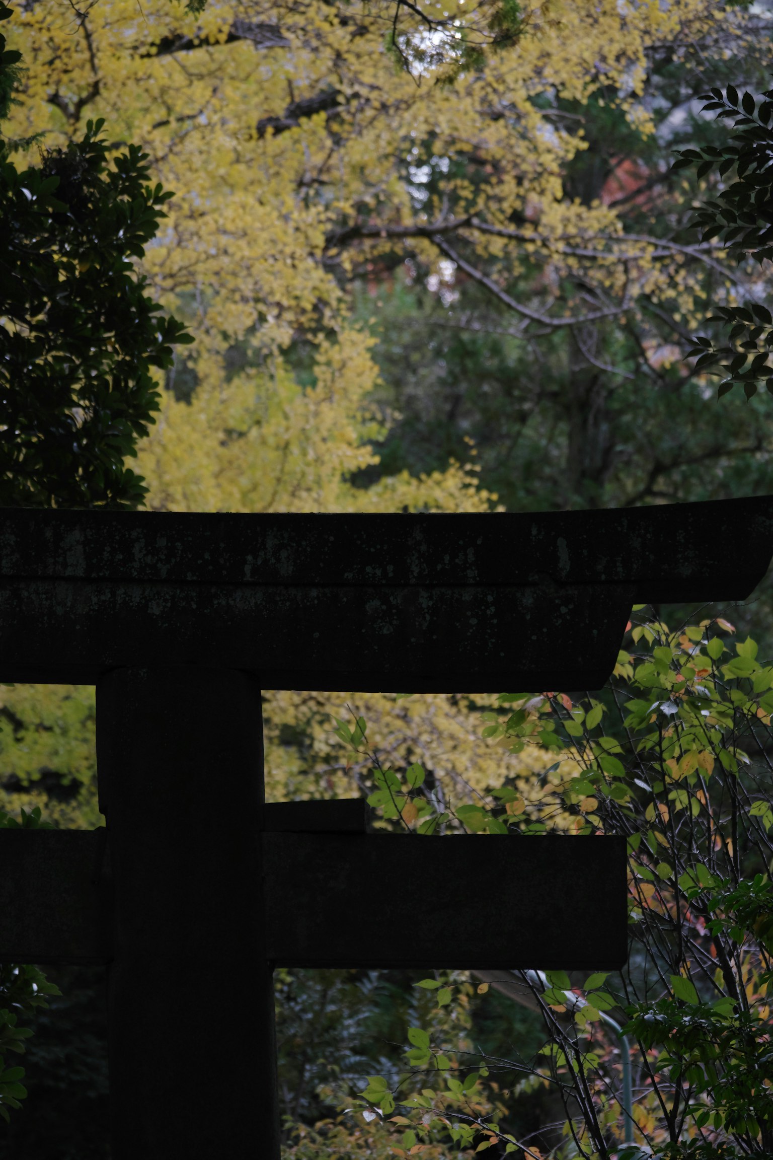 Silhouette of a dark torii gate among green trees