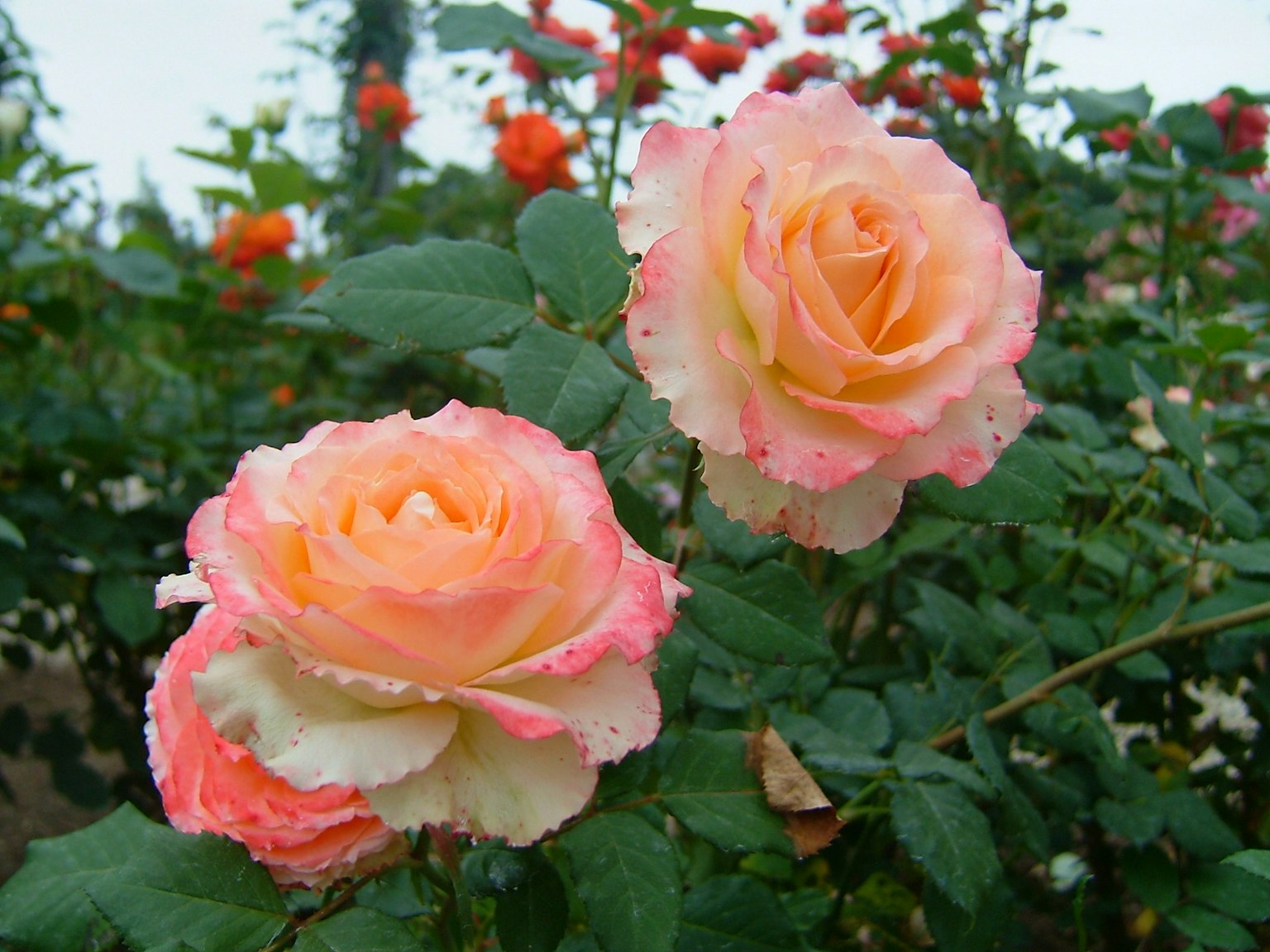 Sanfte rosa und cremefarbene Rosen blühen in einem Garten