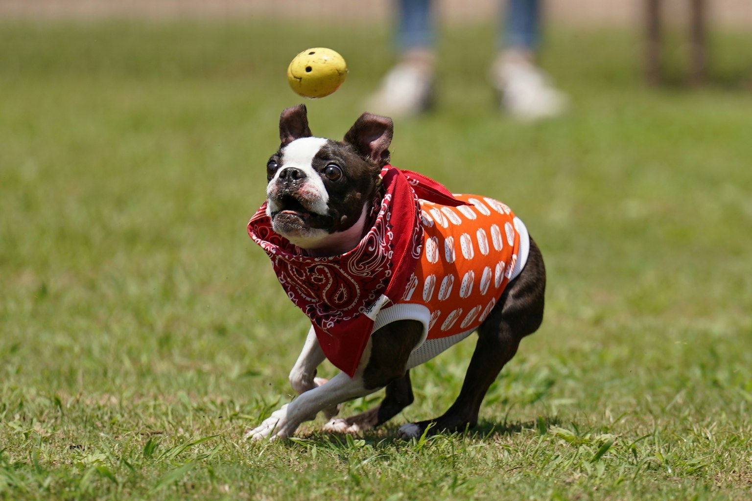 A playful Boston Terrier chasing a ball on grassy ground