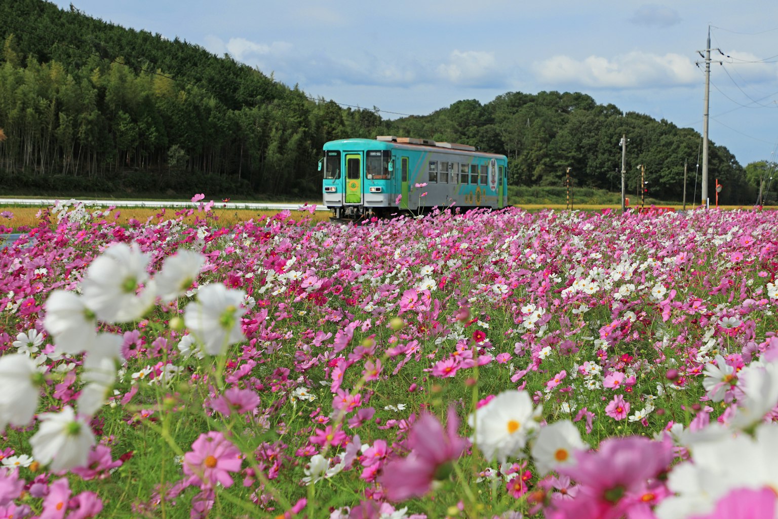 Train bleu traversant un champ de fleurs cosmos colorées