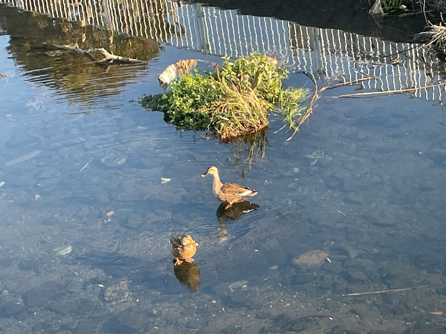Paire de canards dans un étang avec un petit patch de verdure