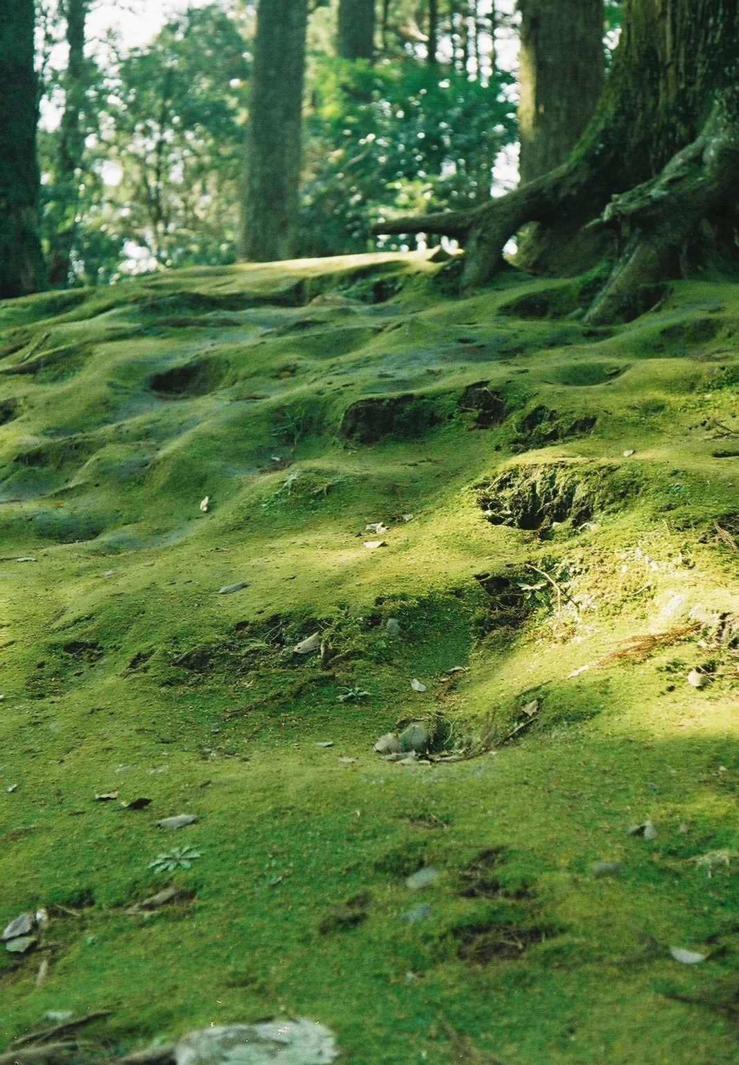 Lereng hutan berlumut dengan batang kayu tumbang dan jalur berkelok