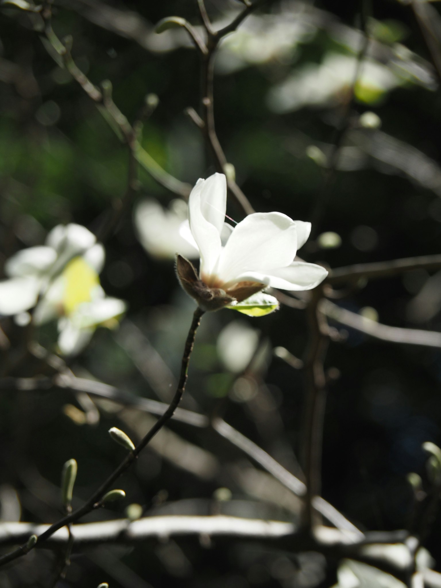 Une fleur blanche épanouie sur une branche avec des feuilles vertes floues en arrière-plan