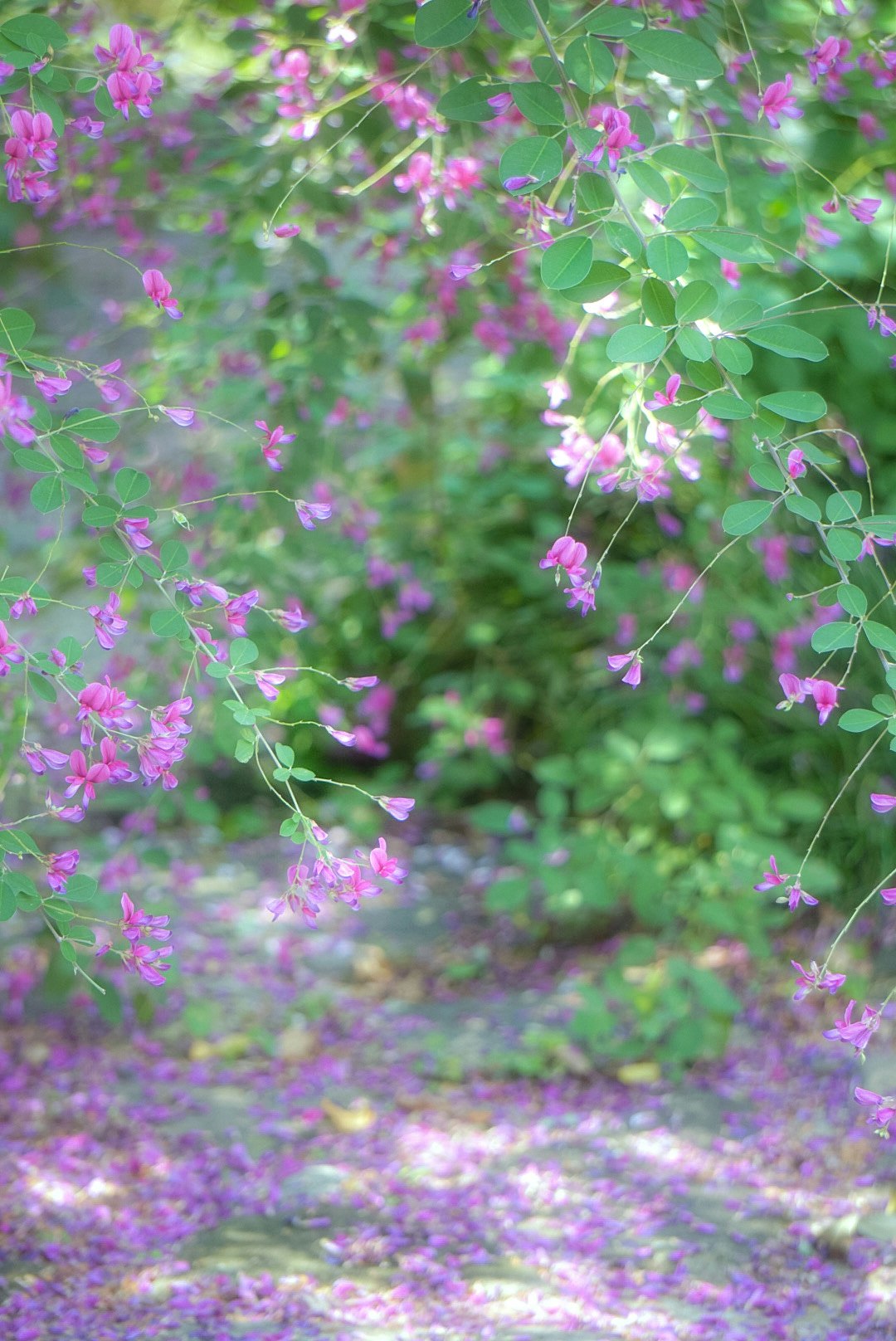 萩の花が咲く花の絨毯のような小道（京都府）