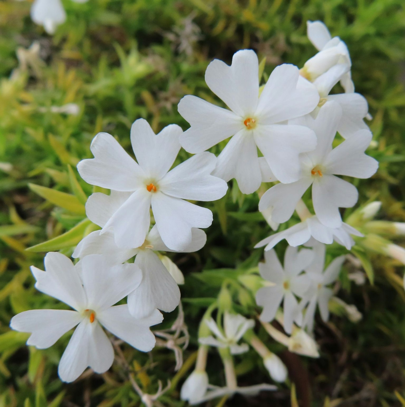 Massa di fiori bianchi con centri gialli su uno sfondo verde