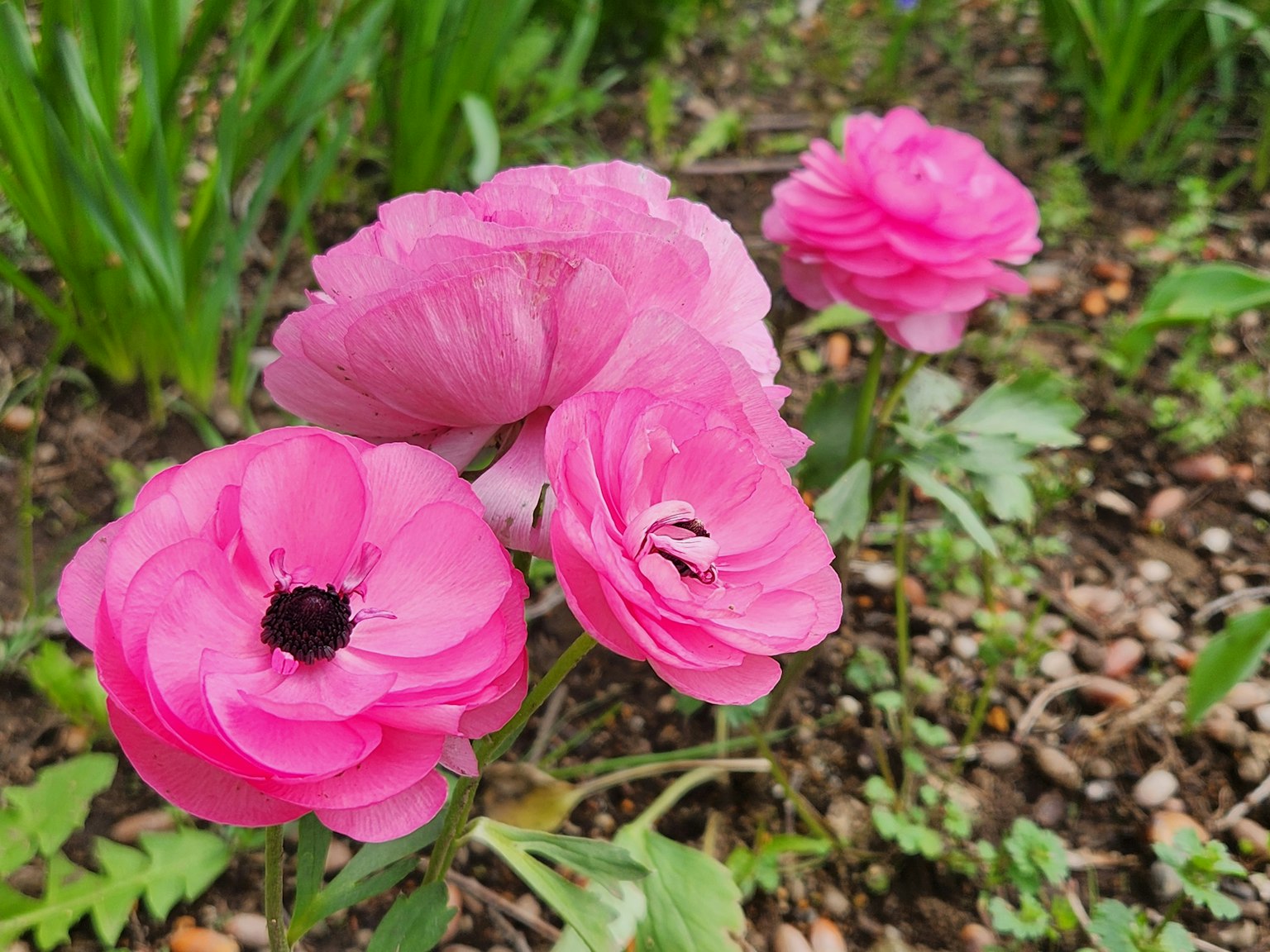 활기찬 분홍색 라넌큘러스 꽃이 정원에서 피어나는 모습