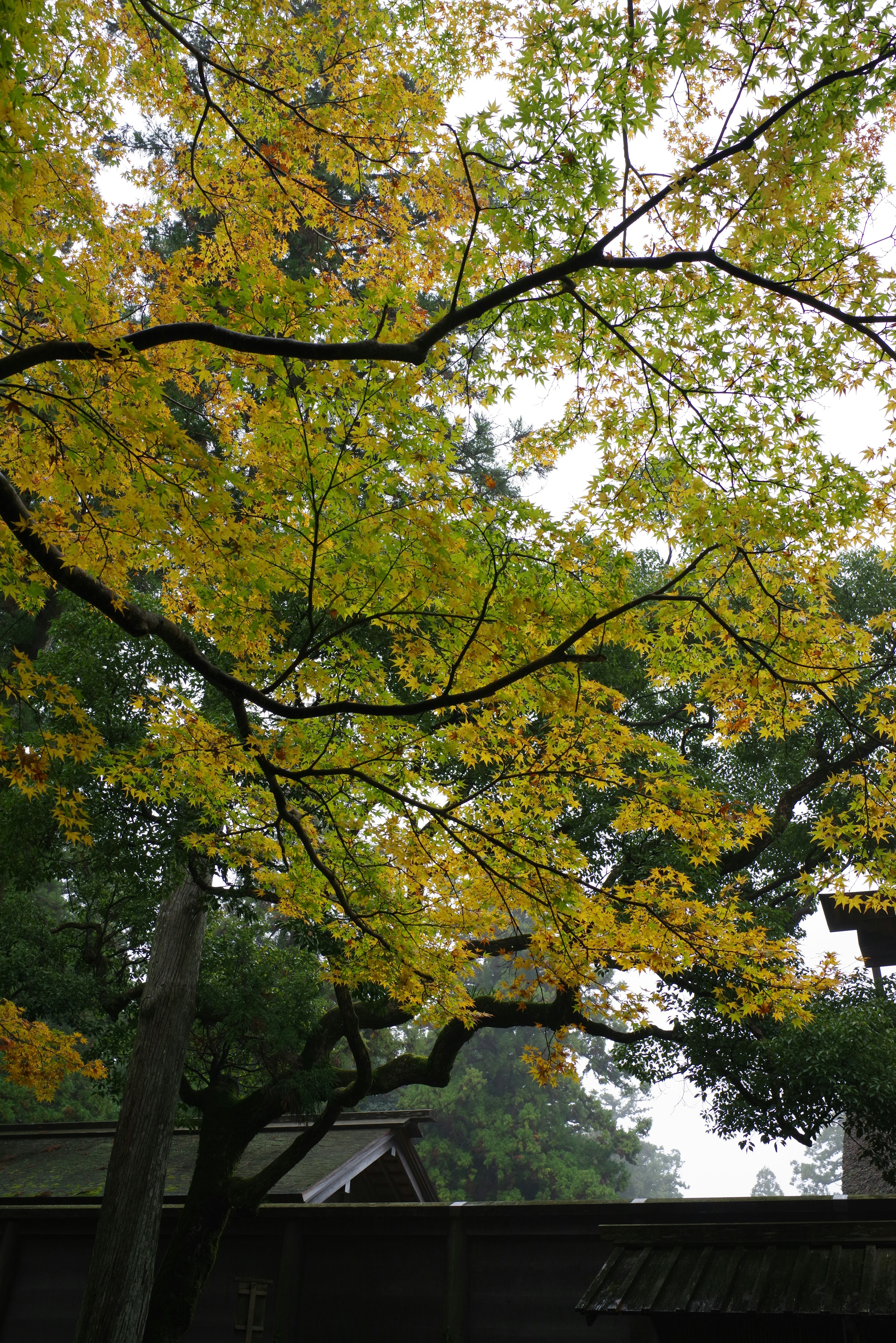 秋季樹枝與金黃色落葉的公園景色