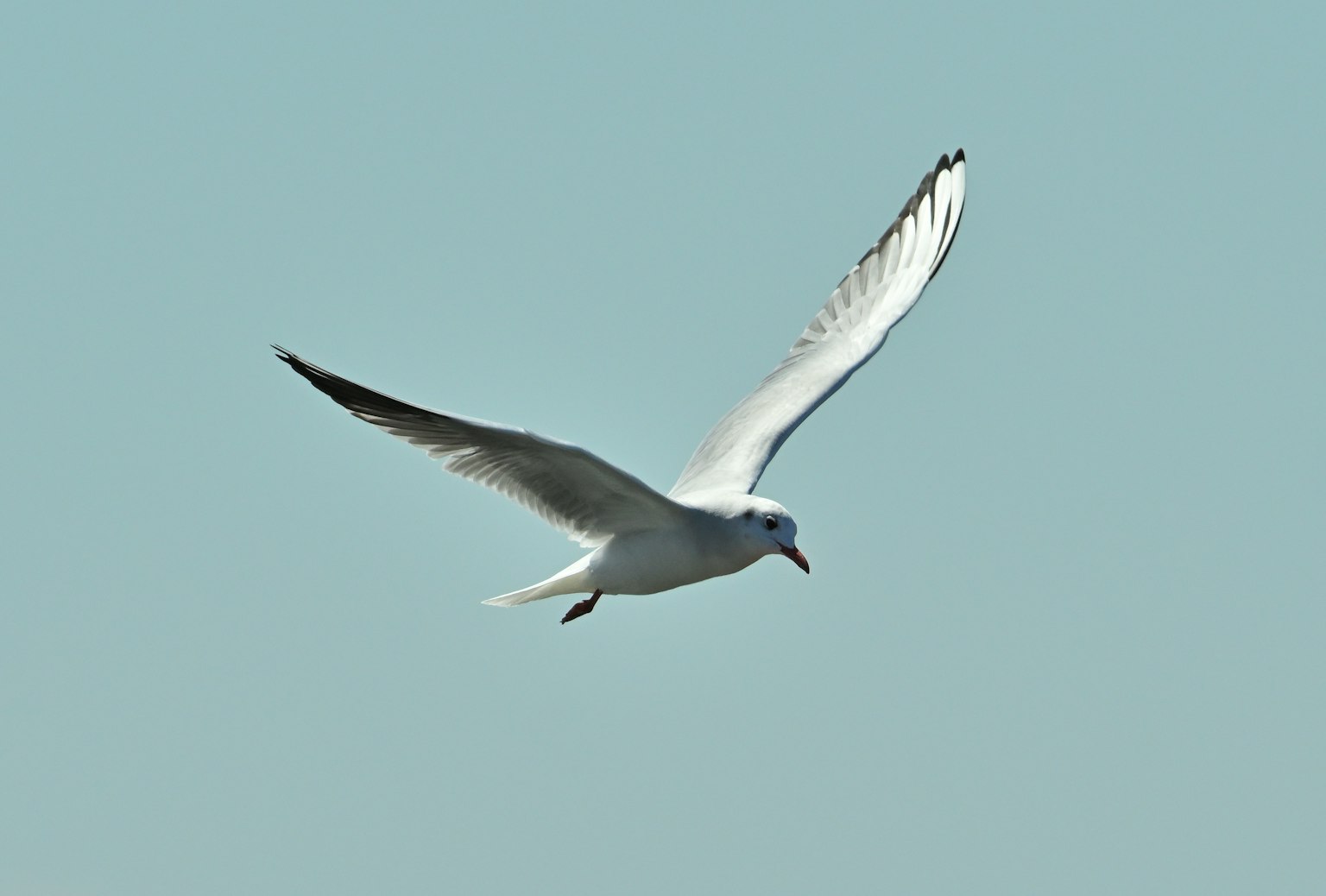 Una gaviota blanca volando contra un cielo azul