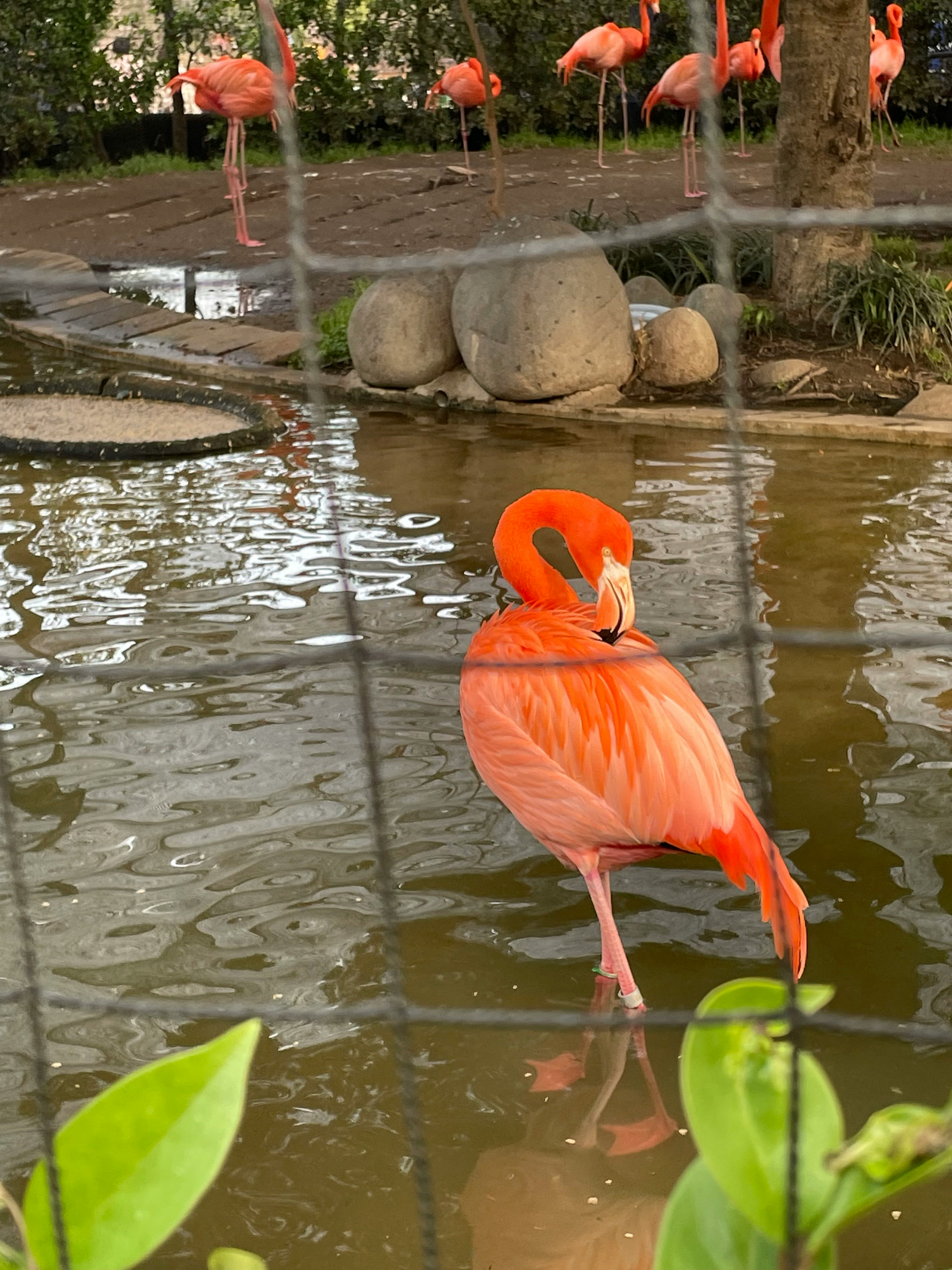 水辺のフラミンゴと池の反射がある動物園の風景