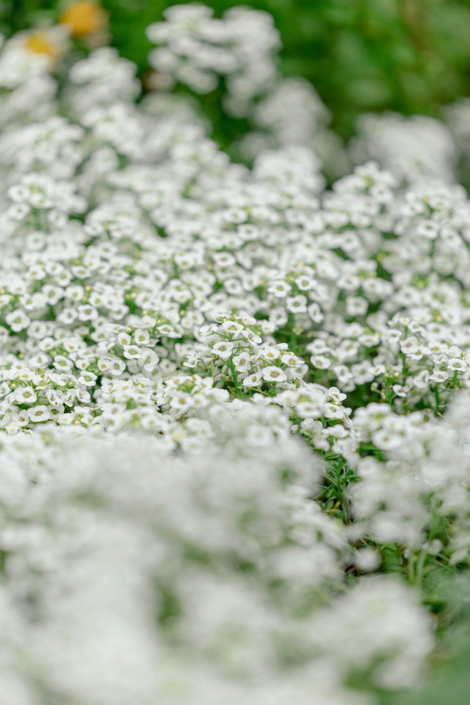 Ein Feld kleiner weißer Blumen blüht vor einem grünen Hintergrund