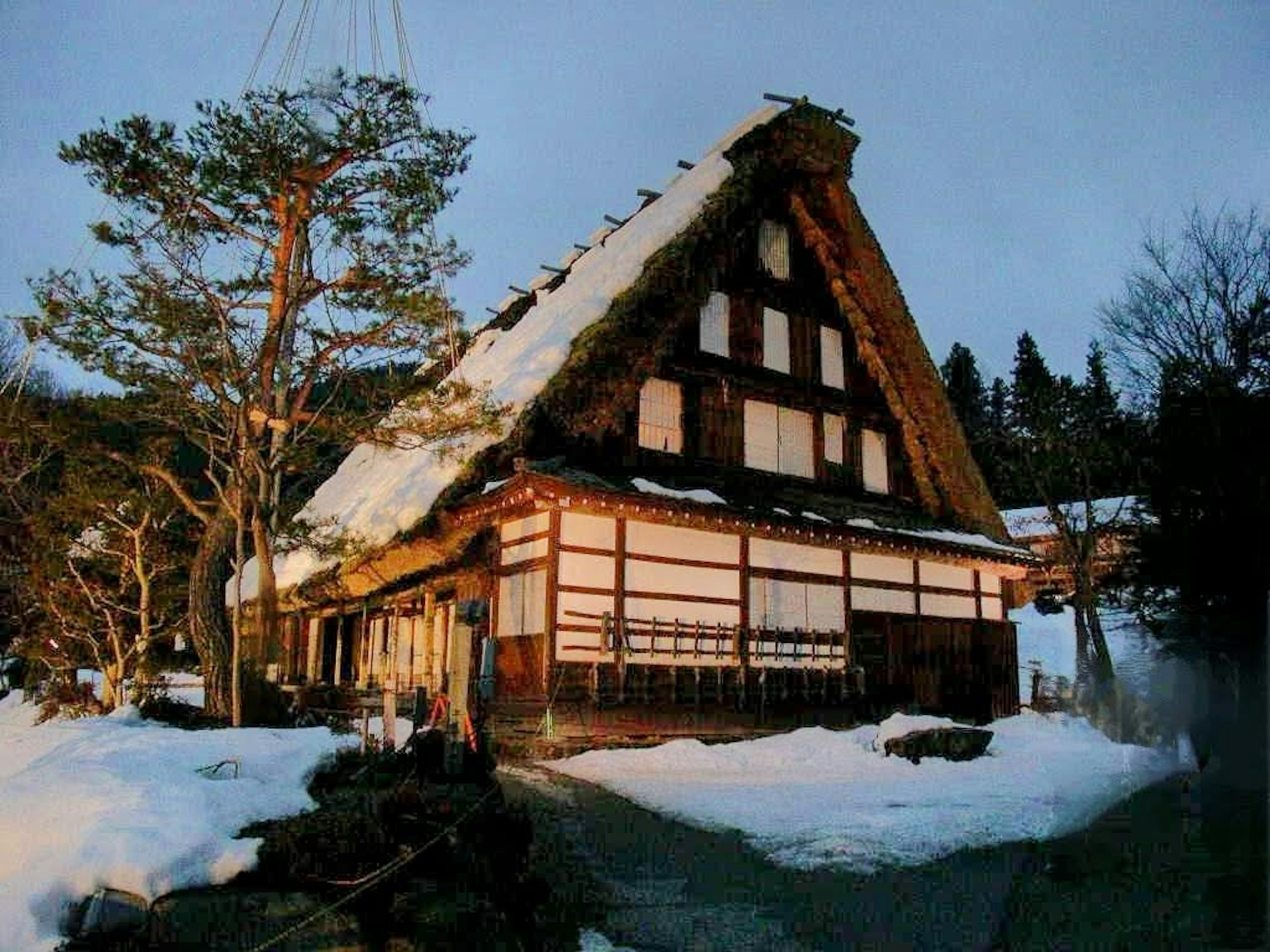被雪覆蓋的傳統日本合掌造屋和松樹