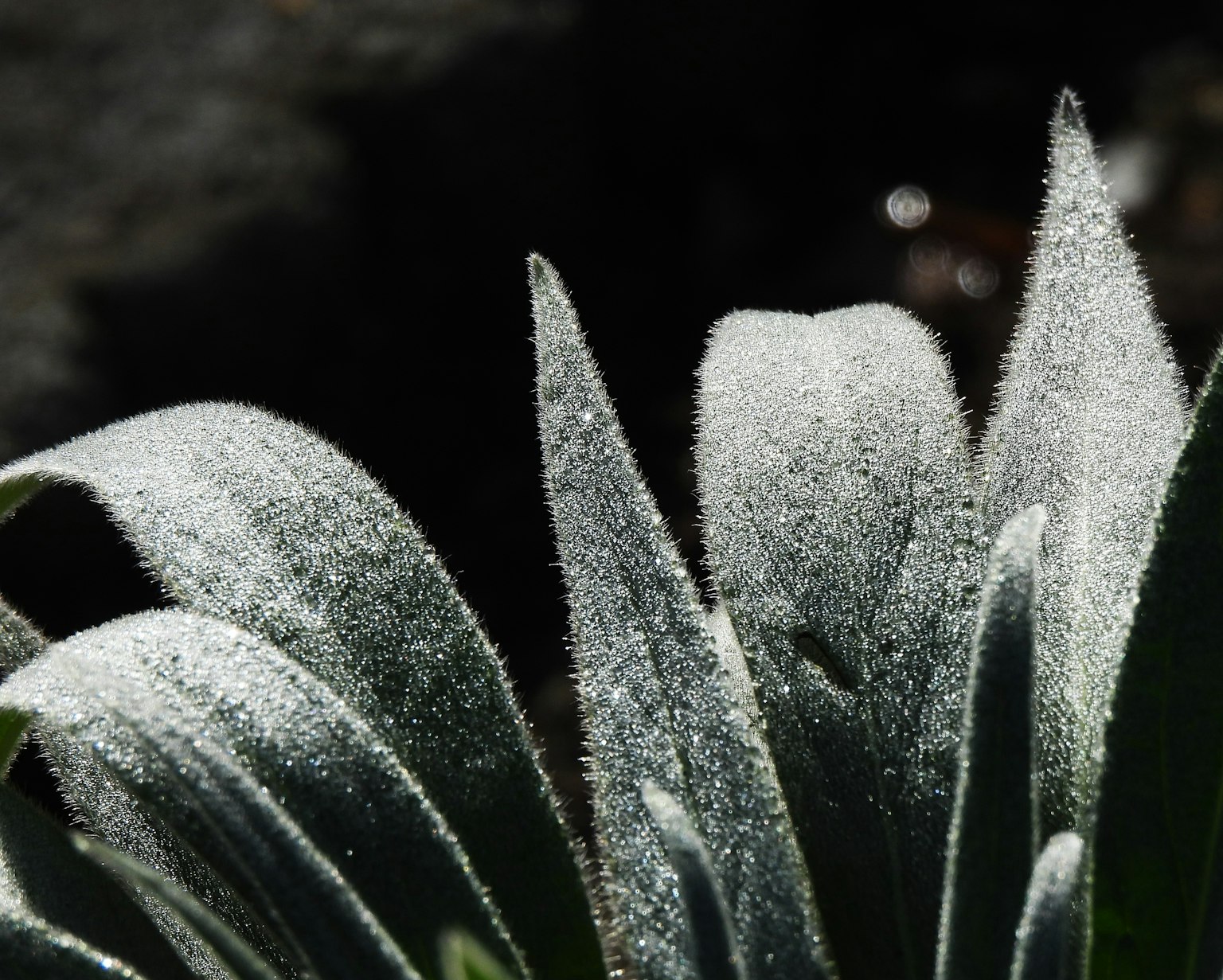霜が降りた葉のクローズアップ 緑色の葉に白い霜が付いている