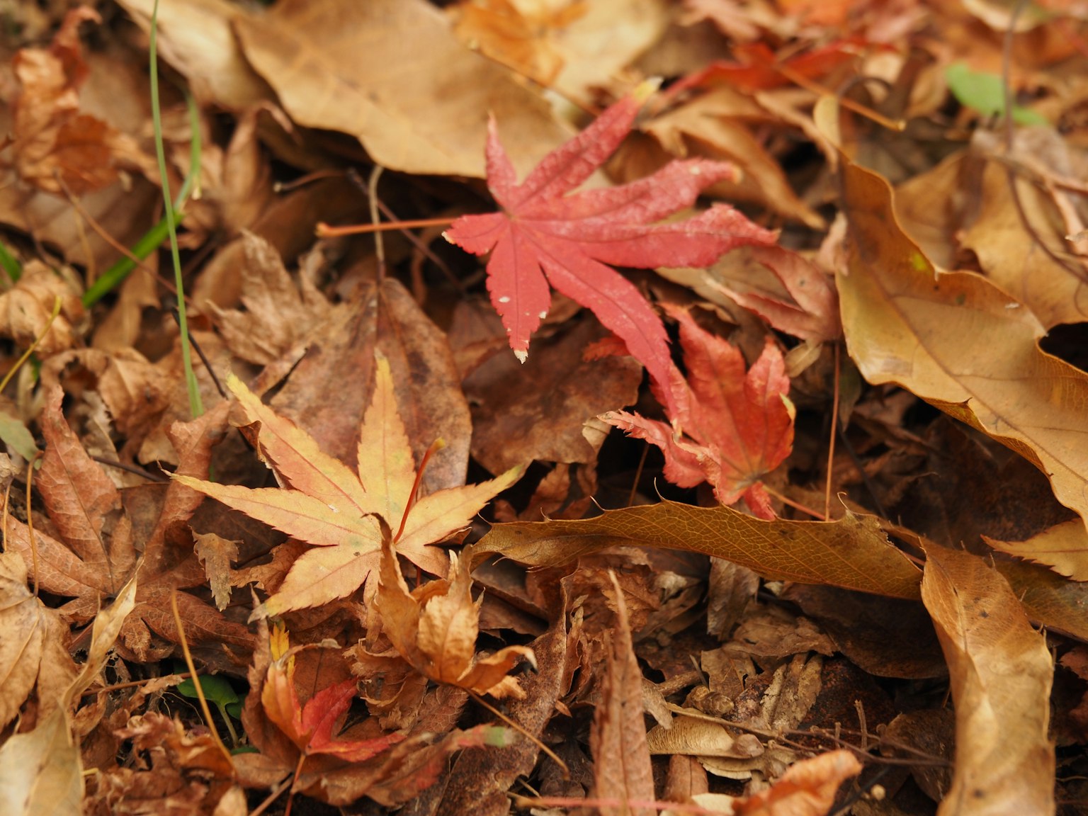 Escena de otoño con hojas rojas y secas esparcidas por el suelo