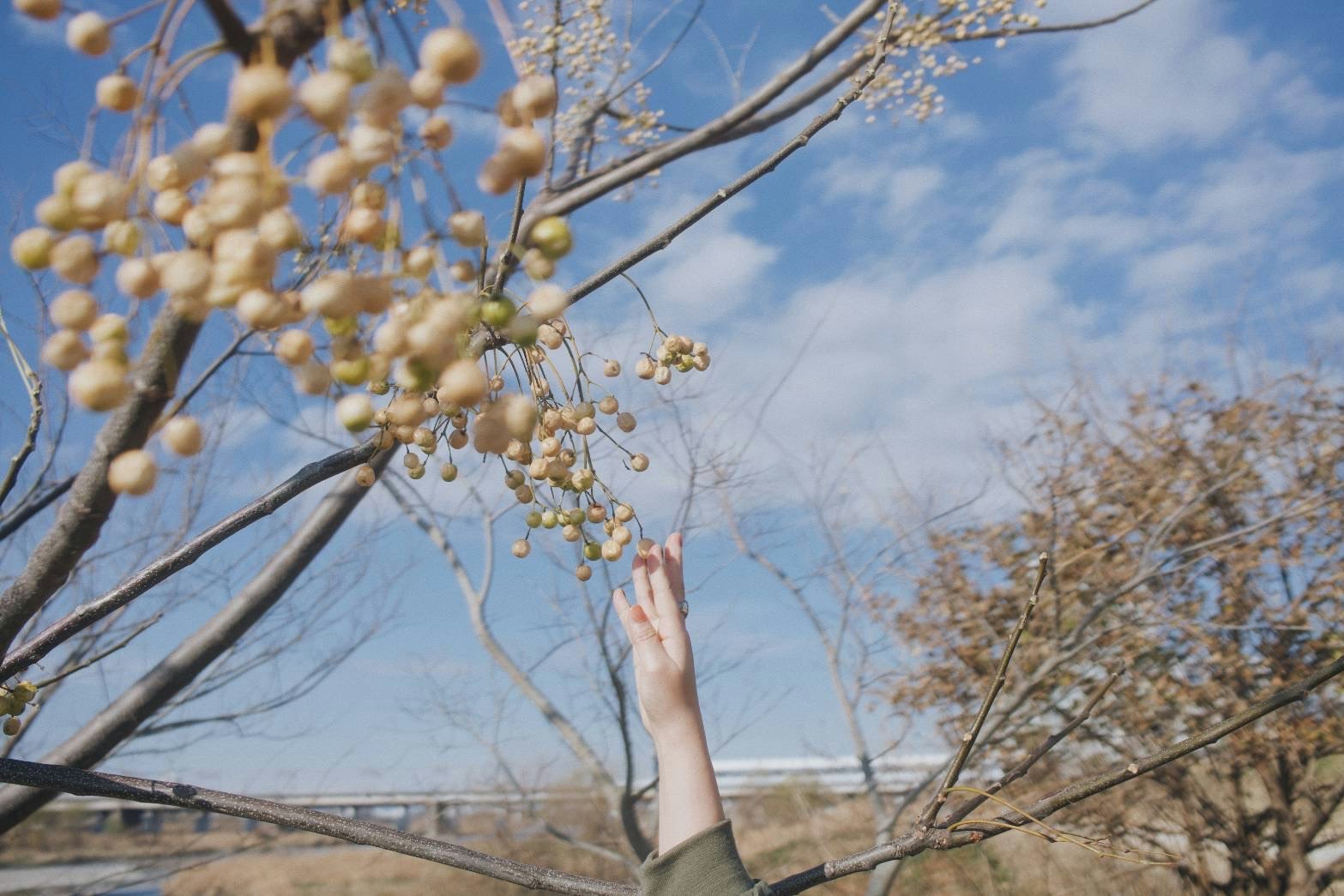 Spring scene with a hand reaching toward blossoms on a tree branch under a blue sky