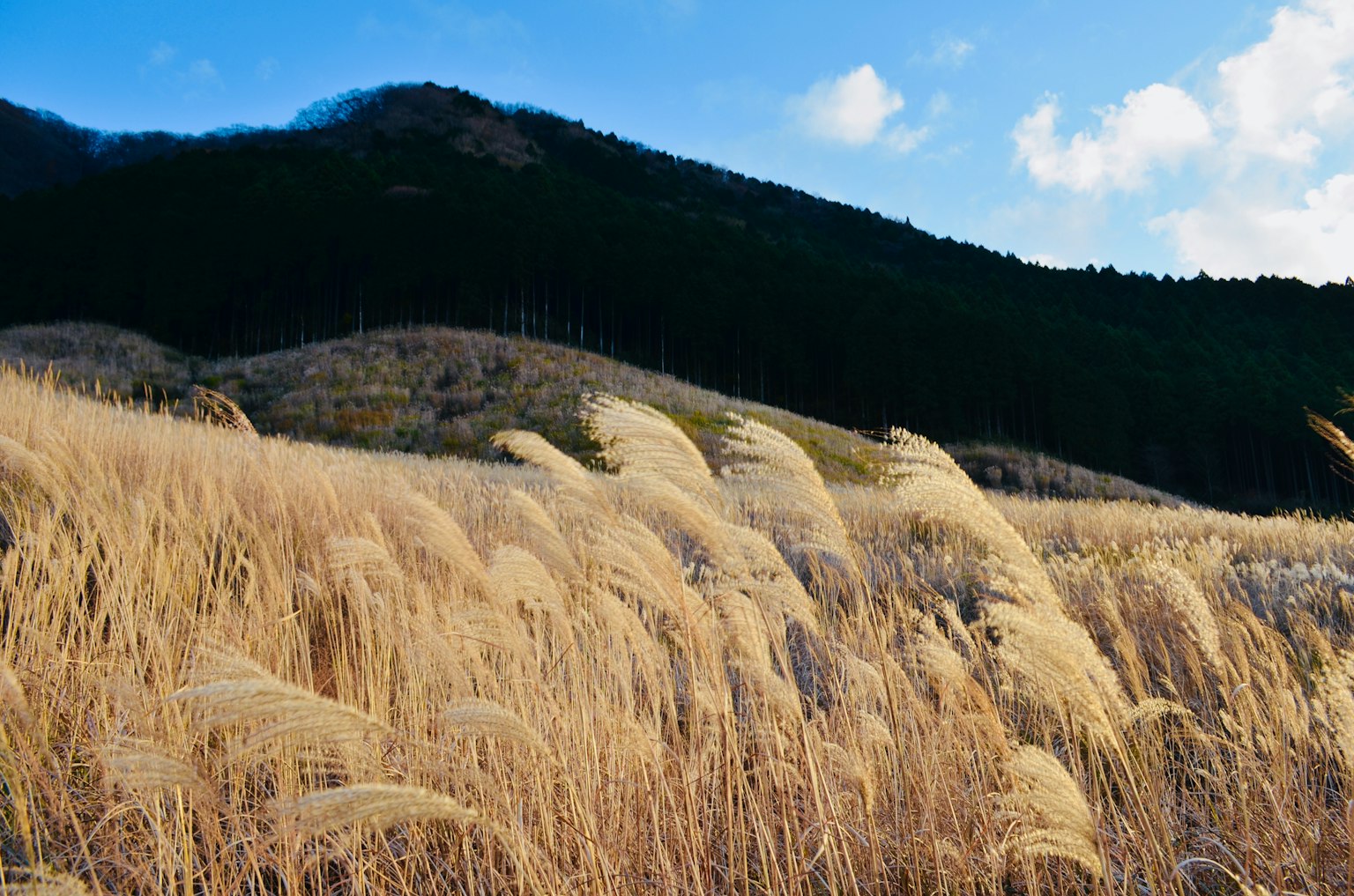 Cỏ pampas đung đưa trong phong cảnh đẹp dưới bầu trời xanh