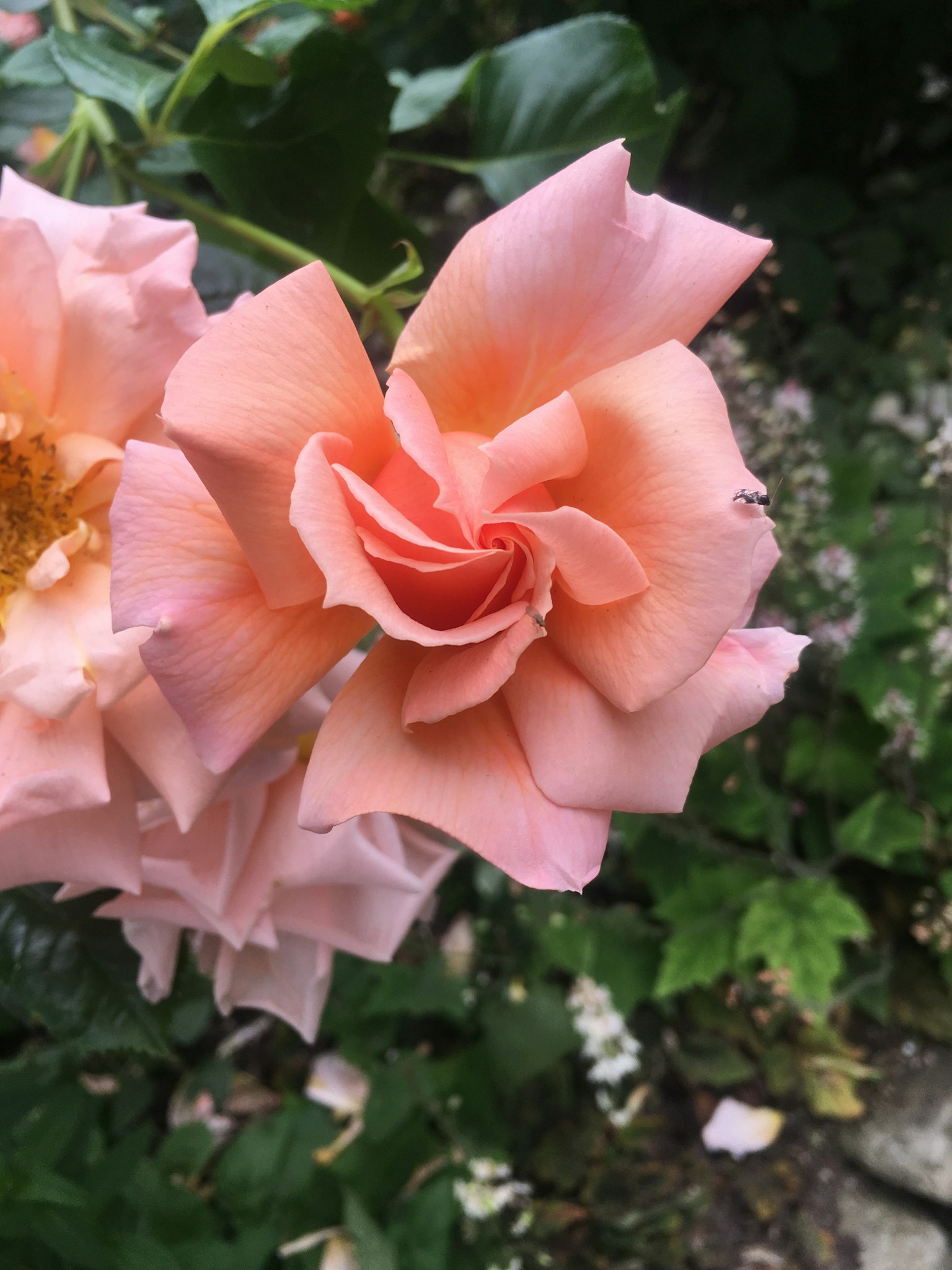Fiore di rosa rosa chiaro con petali delicati