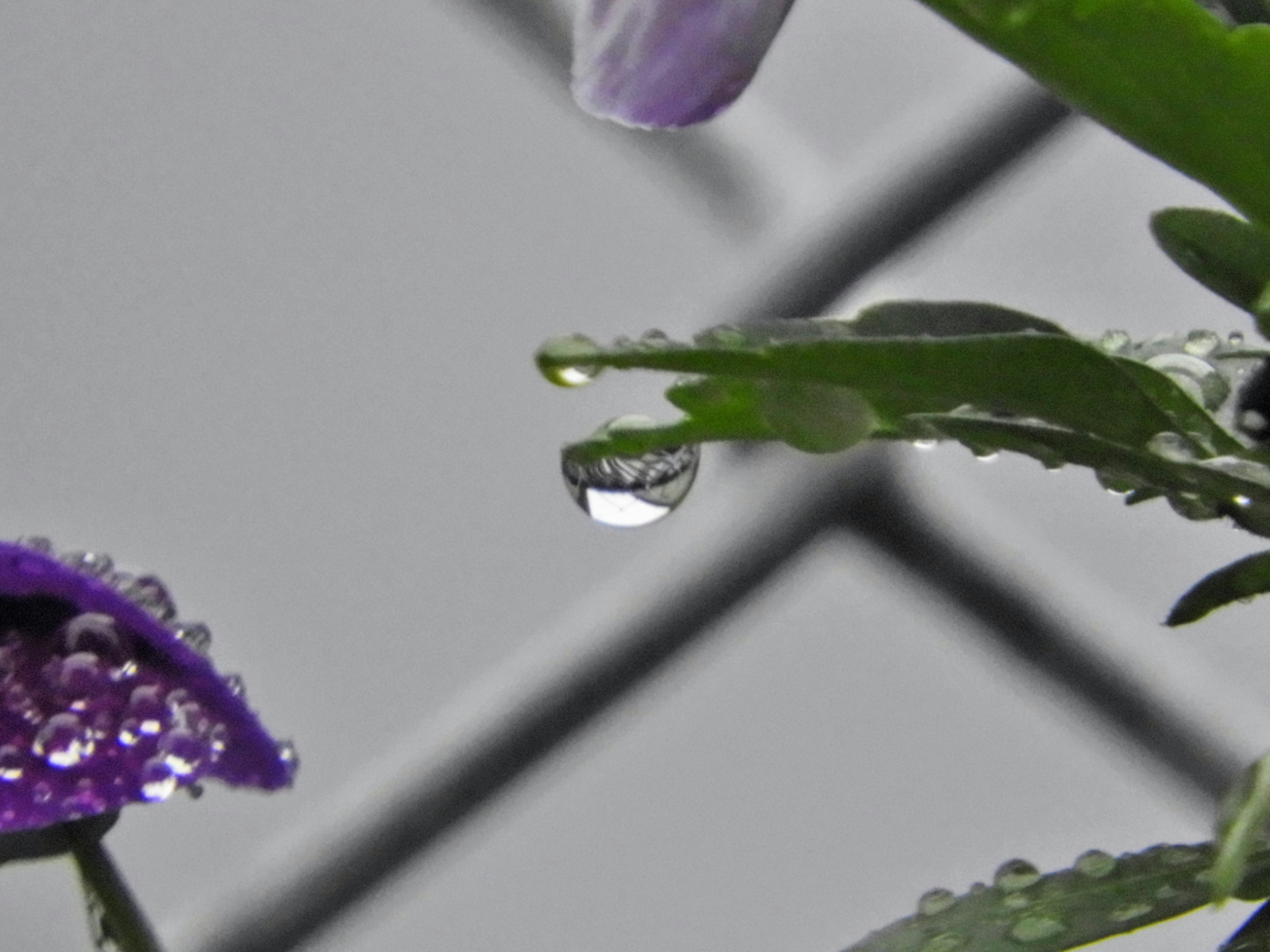紫の花びらと葉に付いた水滴のマクロ画像