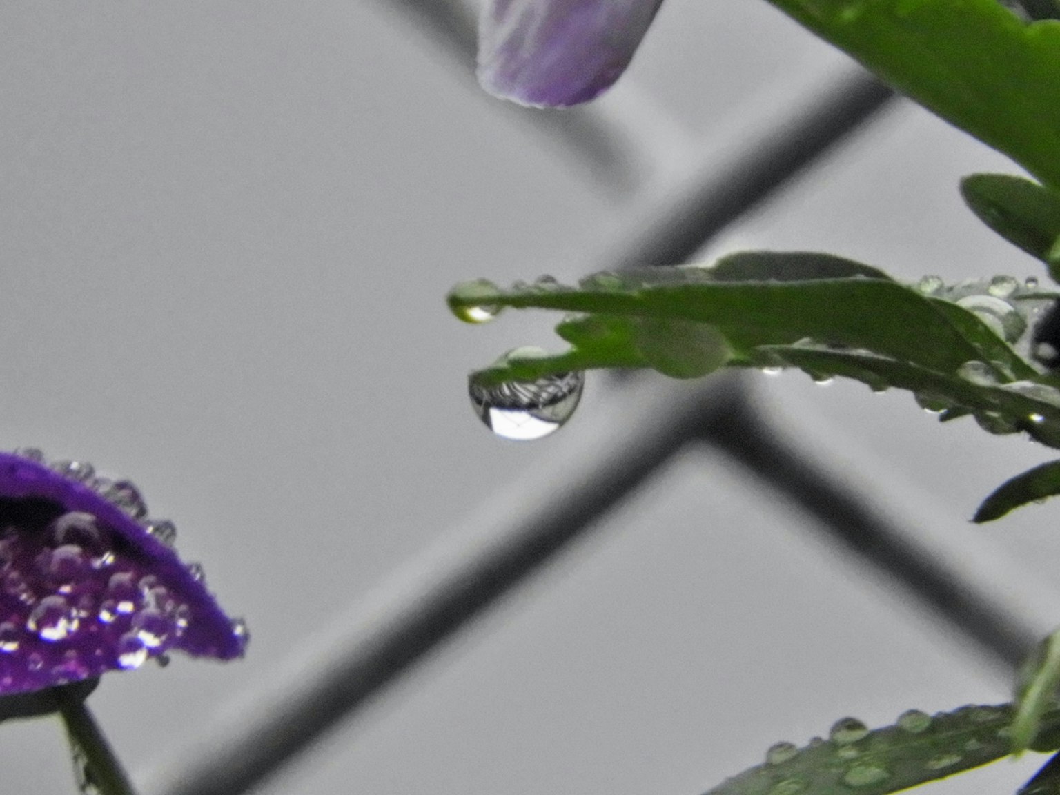 Gros plan d'une goutte d'eau sur une feuille avec une fleur violette