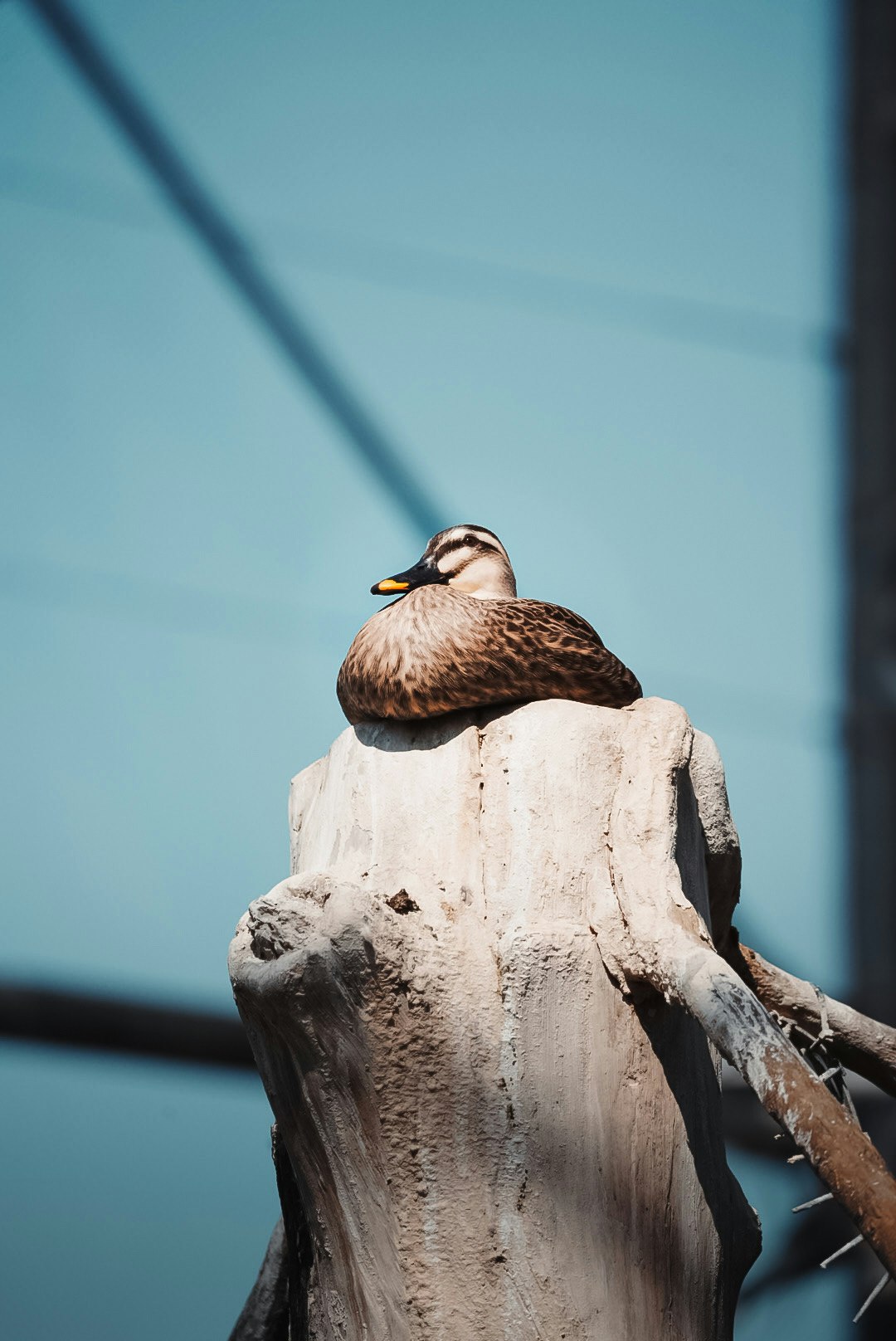 青空の下で止まる鳥