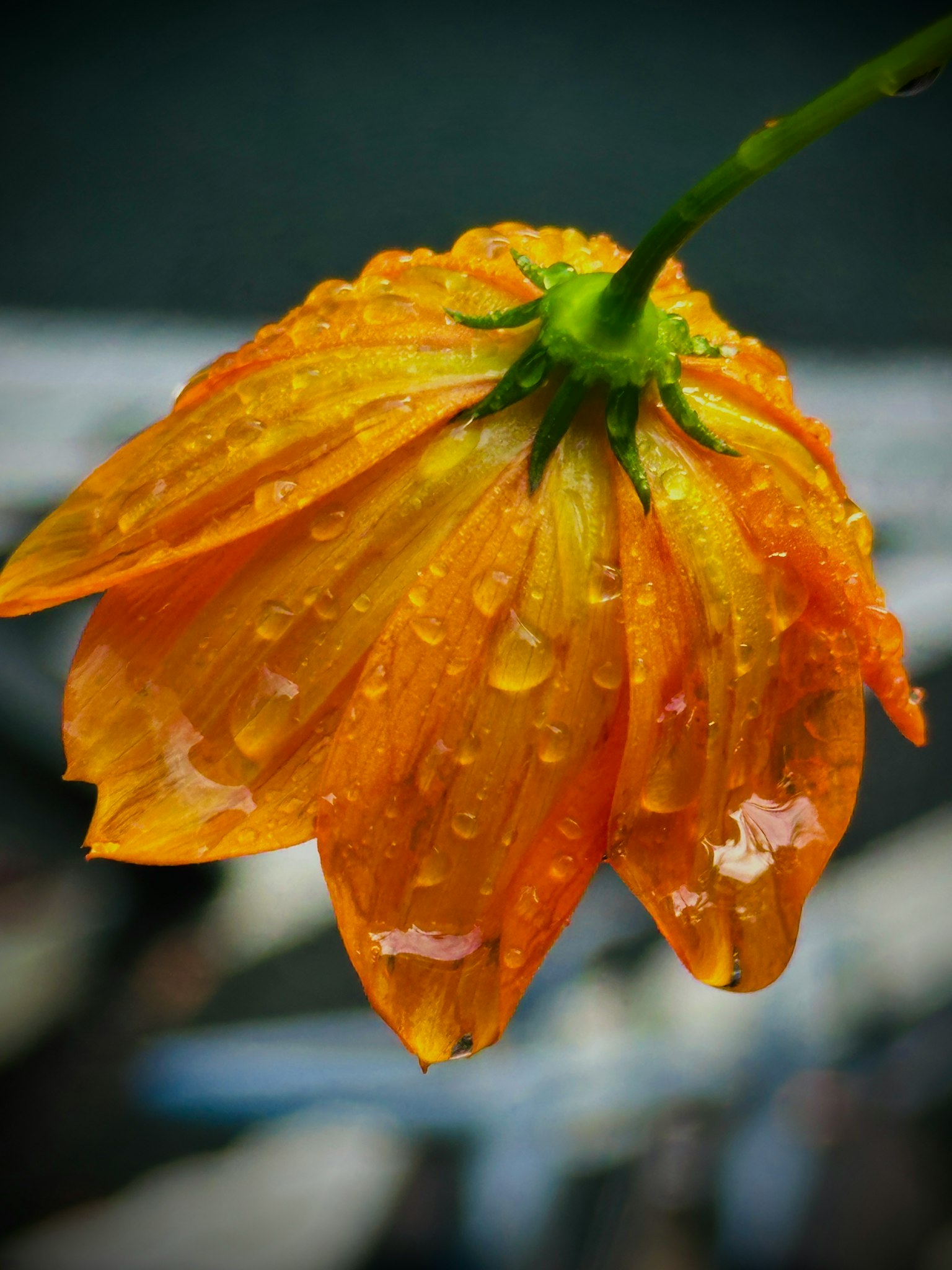 Close-up of an orange flower with water droplets