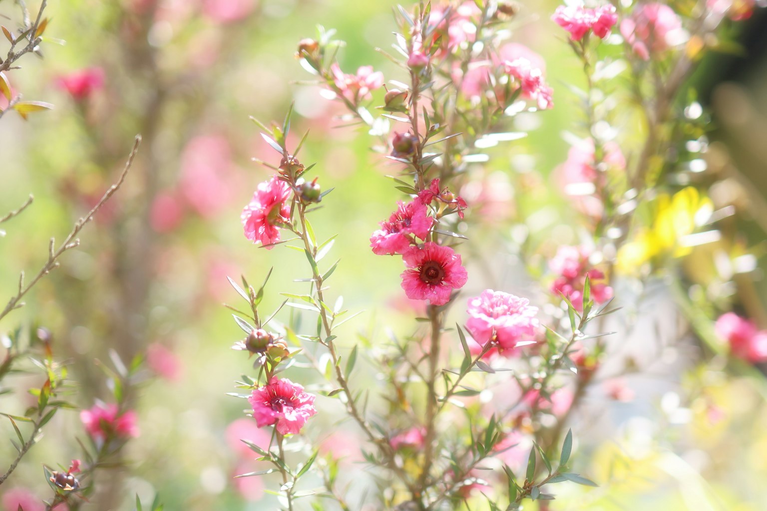 Delicate pink flowers blooming on branches with a soft green background