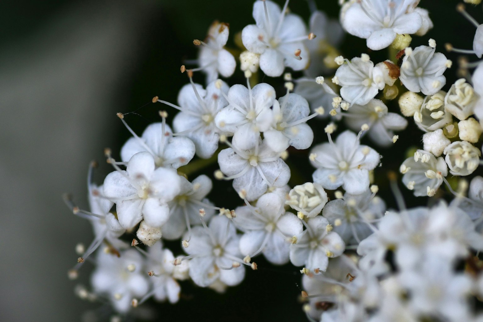 Close-up of a beautiful cluster of small white flowers