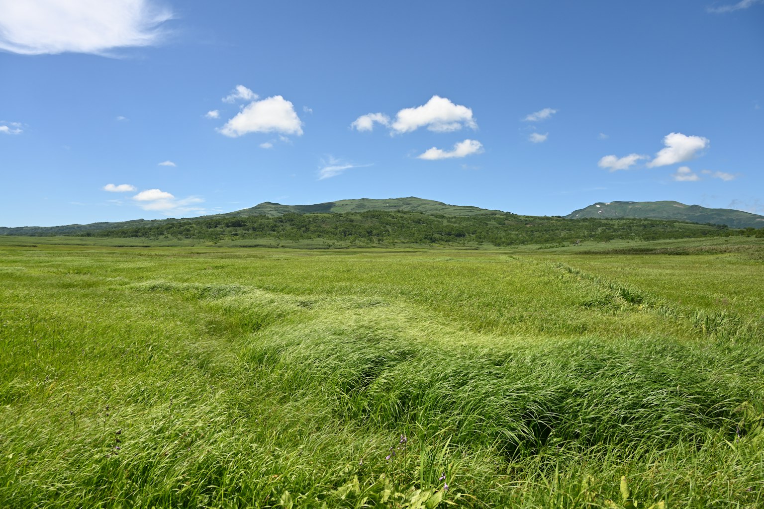 Prairie verte luxuriante sous un ciel bleu avec des nuages blancs