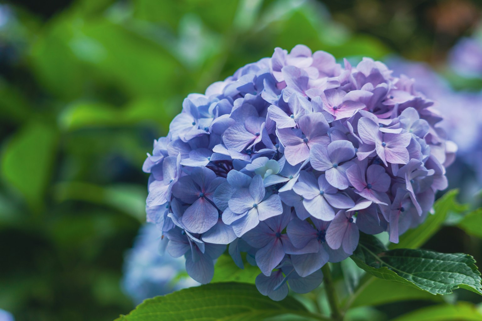 Une belle fleur d'hortensia de teintes bleues et violettes entourée de feuilles vertes