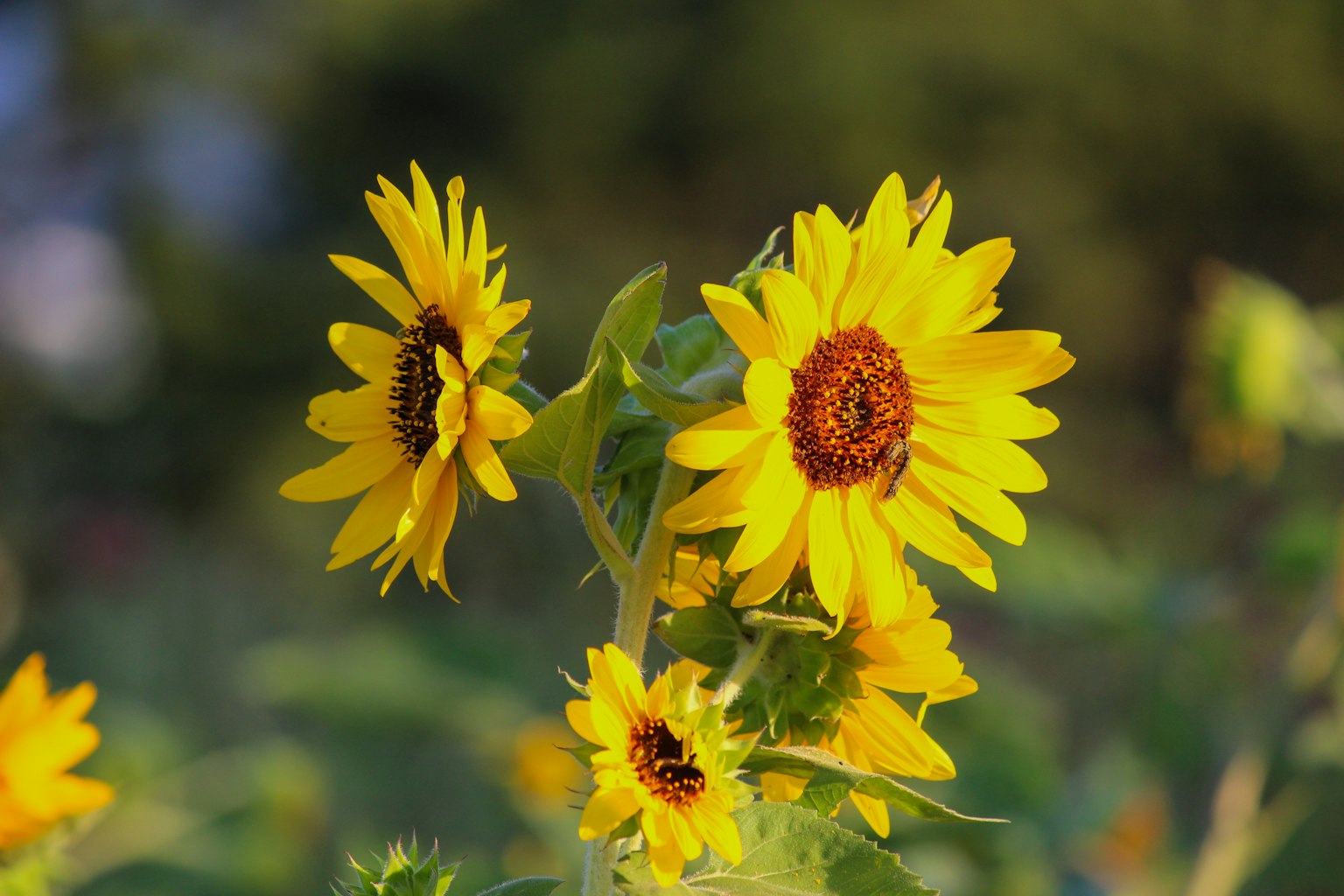 활기찬 해바라기가 들판에서 피어나는 모습