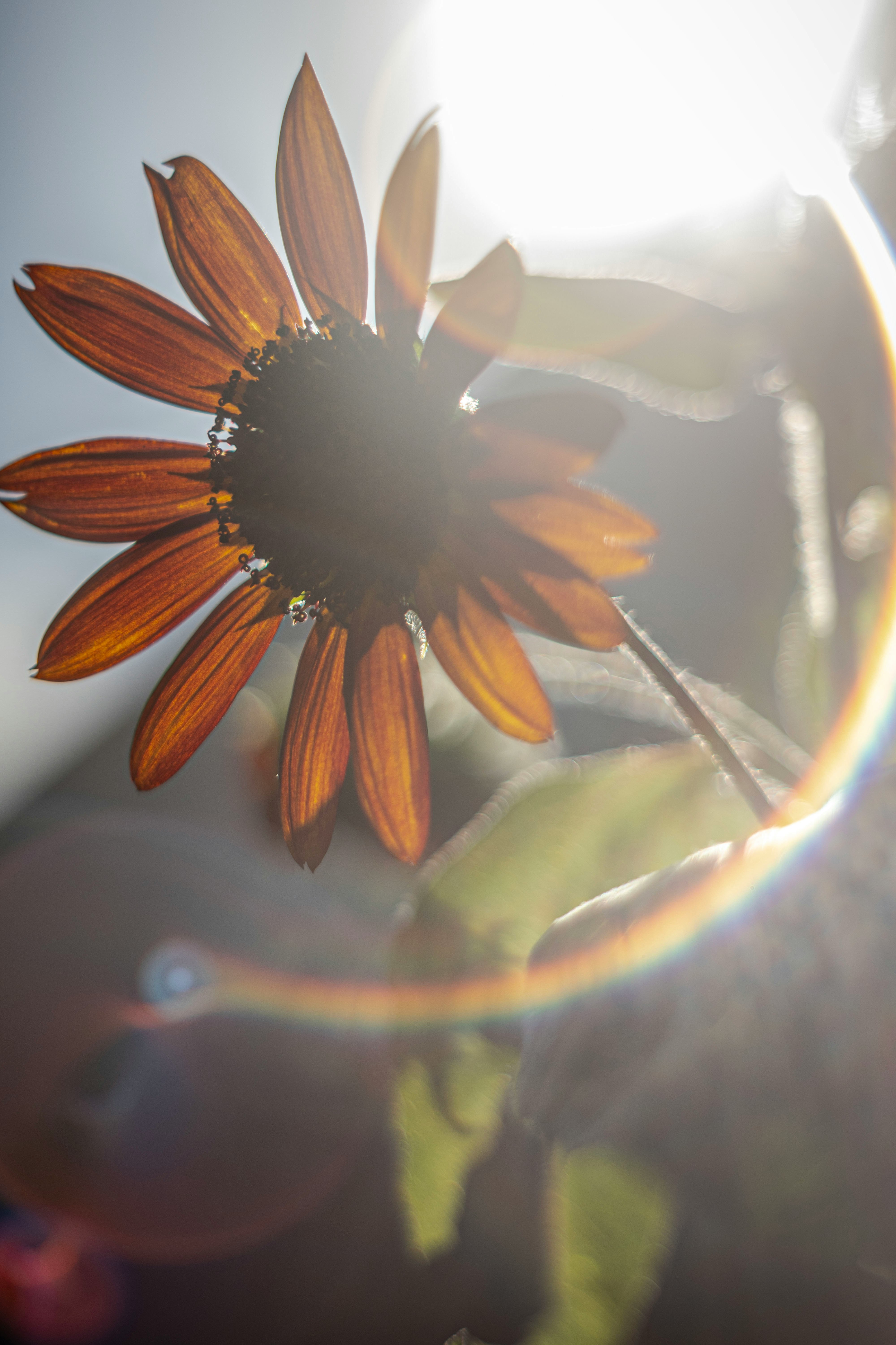 逆光で光るヒマワリの花とオールドレンズのボケ