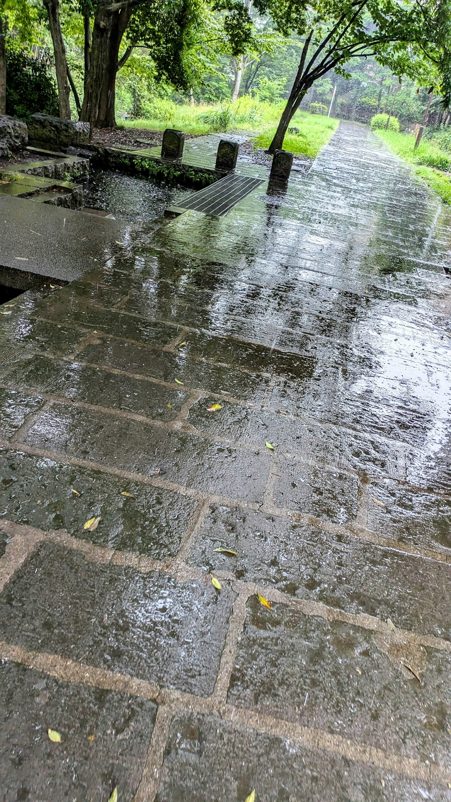 雨中的石頭小徑被郁郁蔥蔥的綠色環繞
