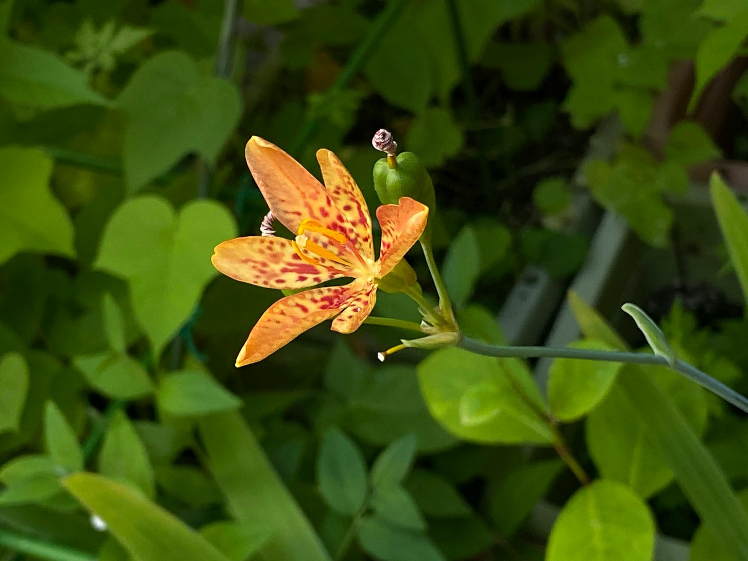 Fiore arancione circondato da foglie verdi