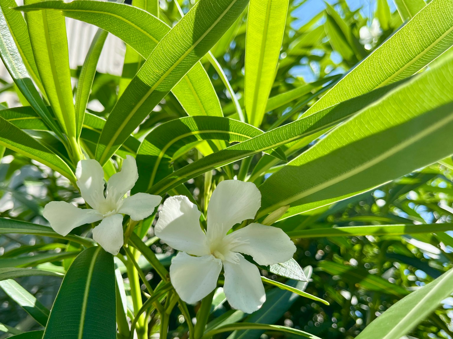 Weiße Blumen blühen zwischen den grünen Blättern einer Pflanze