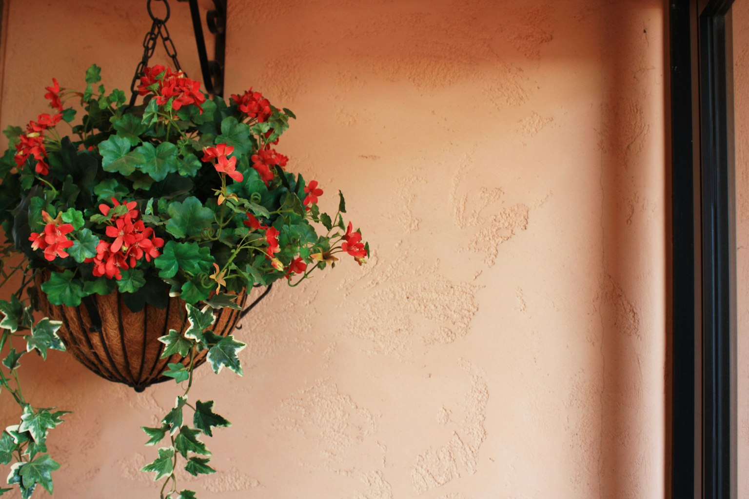 Maceta colgante con flores rojas y hojas verdes contra una pared texturizada