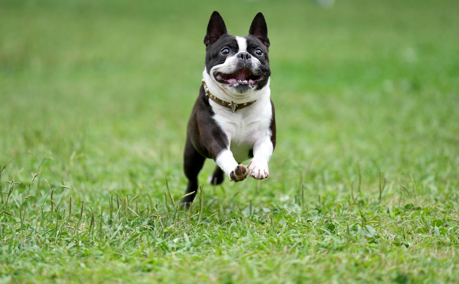 Boston Terrier berlari ceria di atas rumput