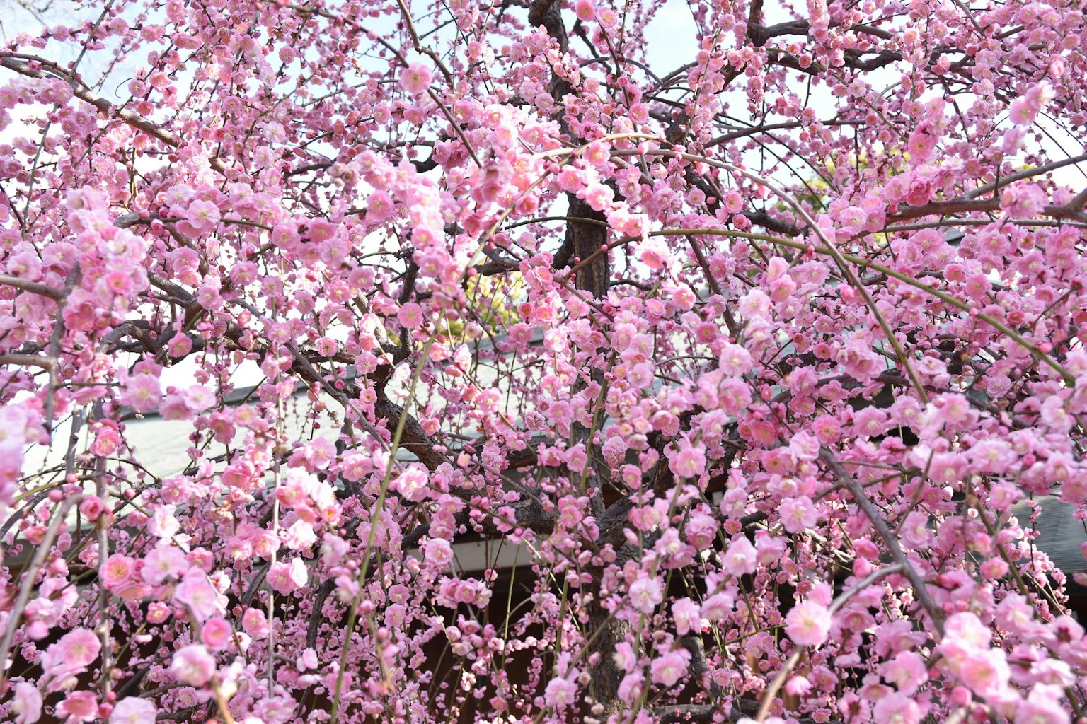 Pohon sakura yang mekar dengan bunga pink cerah