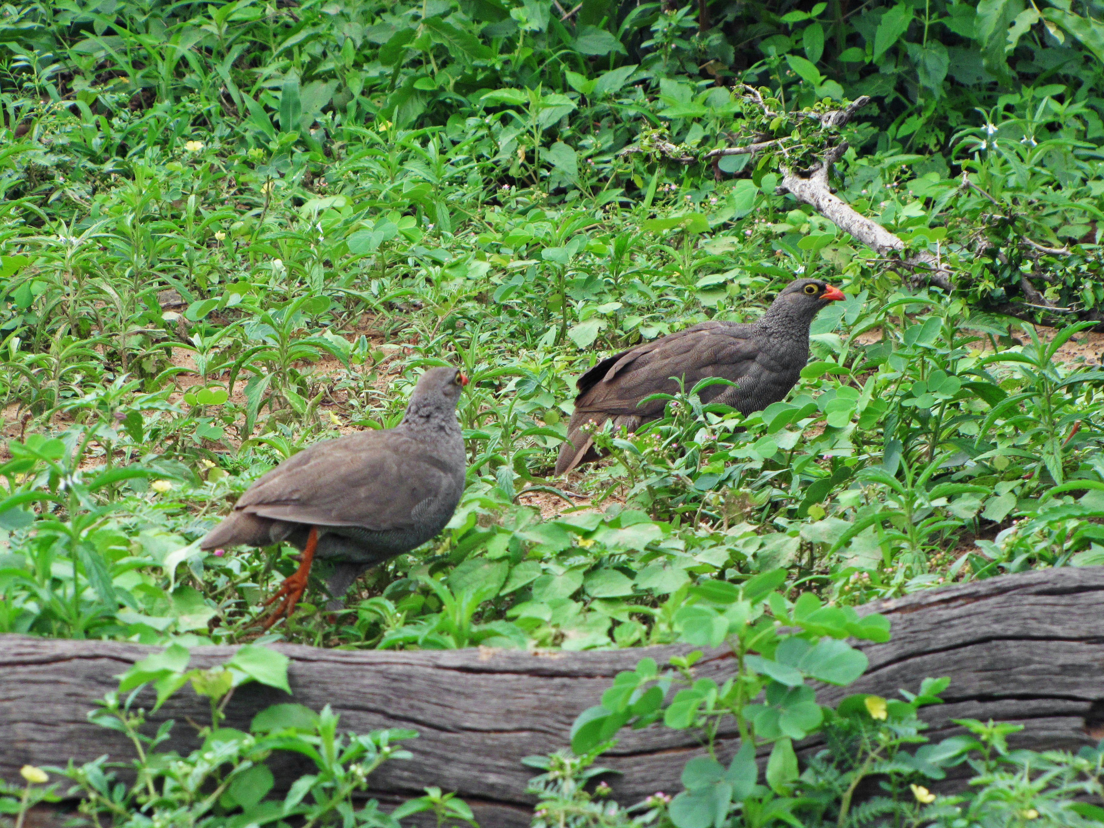 birds walking through lush grass
